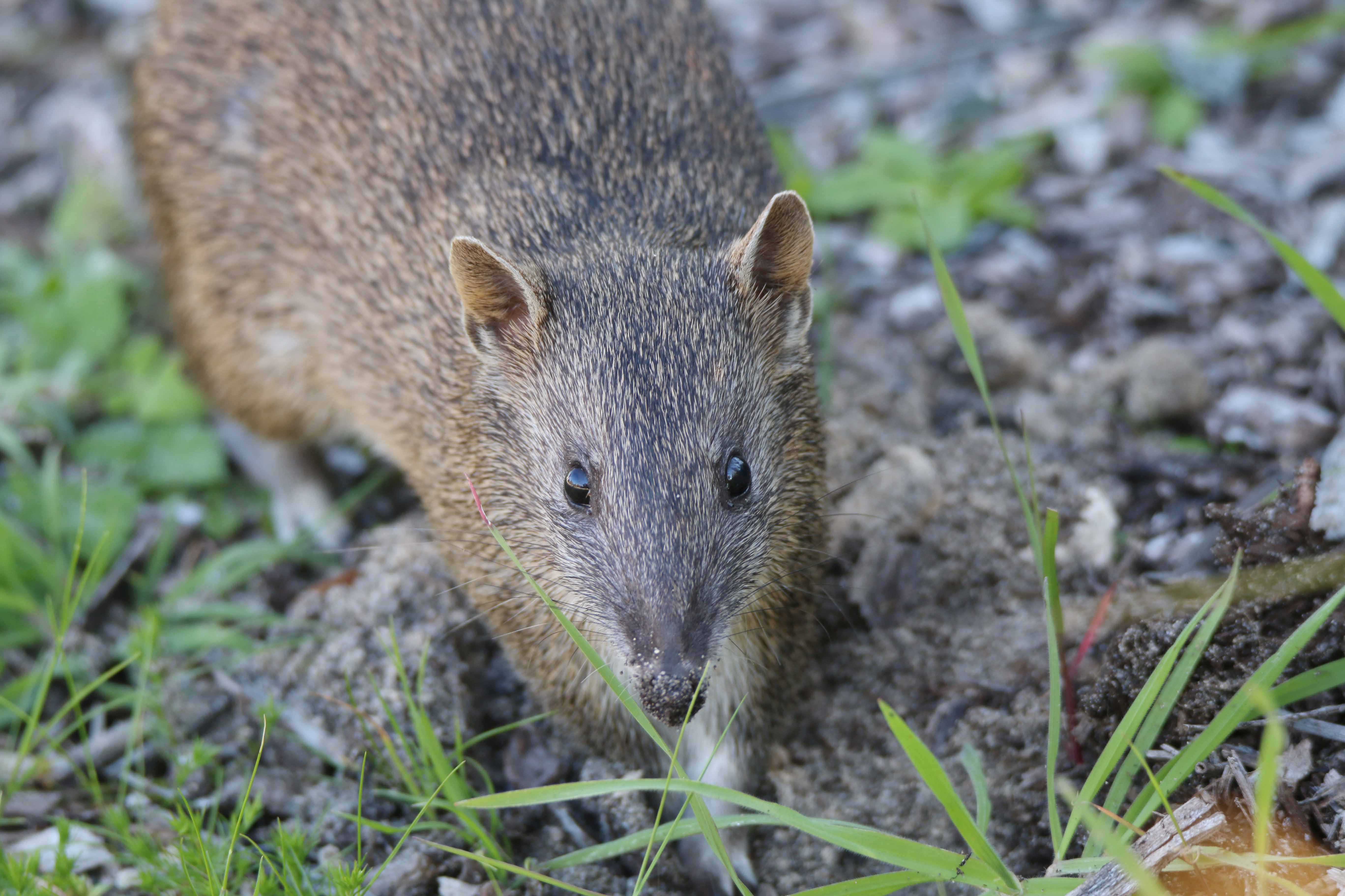Fauna Mammals Quenda Isoodon obesulus 02 WEB