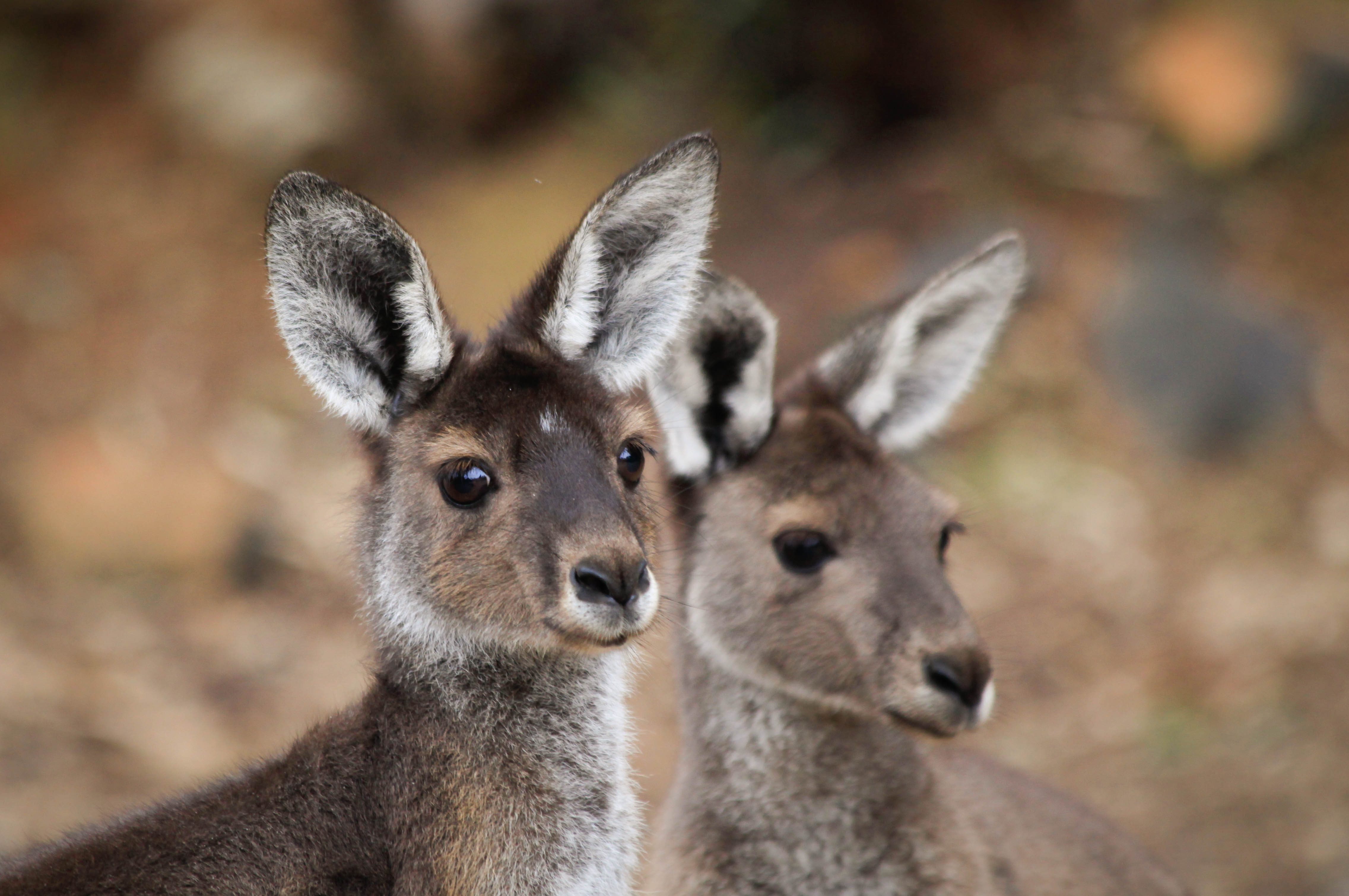 Fauna Mammals Western grey kangaroo Marcopus fuliginosus 01 WEB courtesy of Marc Russo
