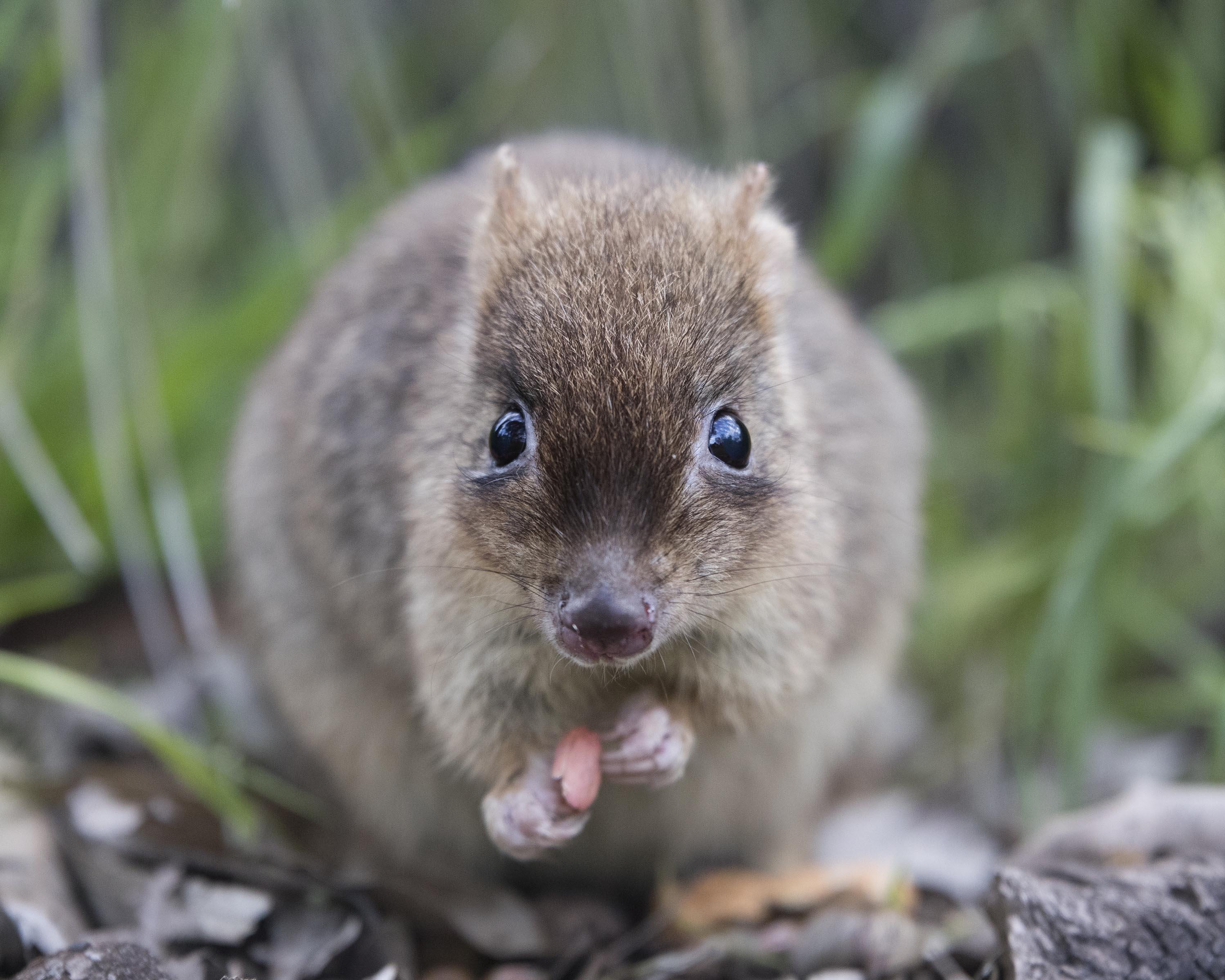 Woylie (courtesy of Houndstooth Studio) 02_WhitemanParkFauna