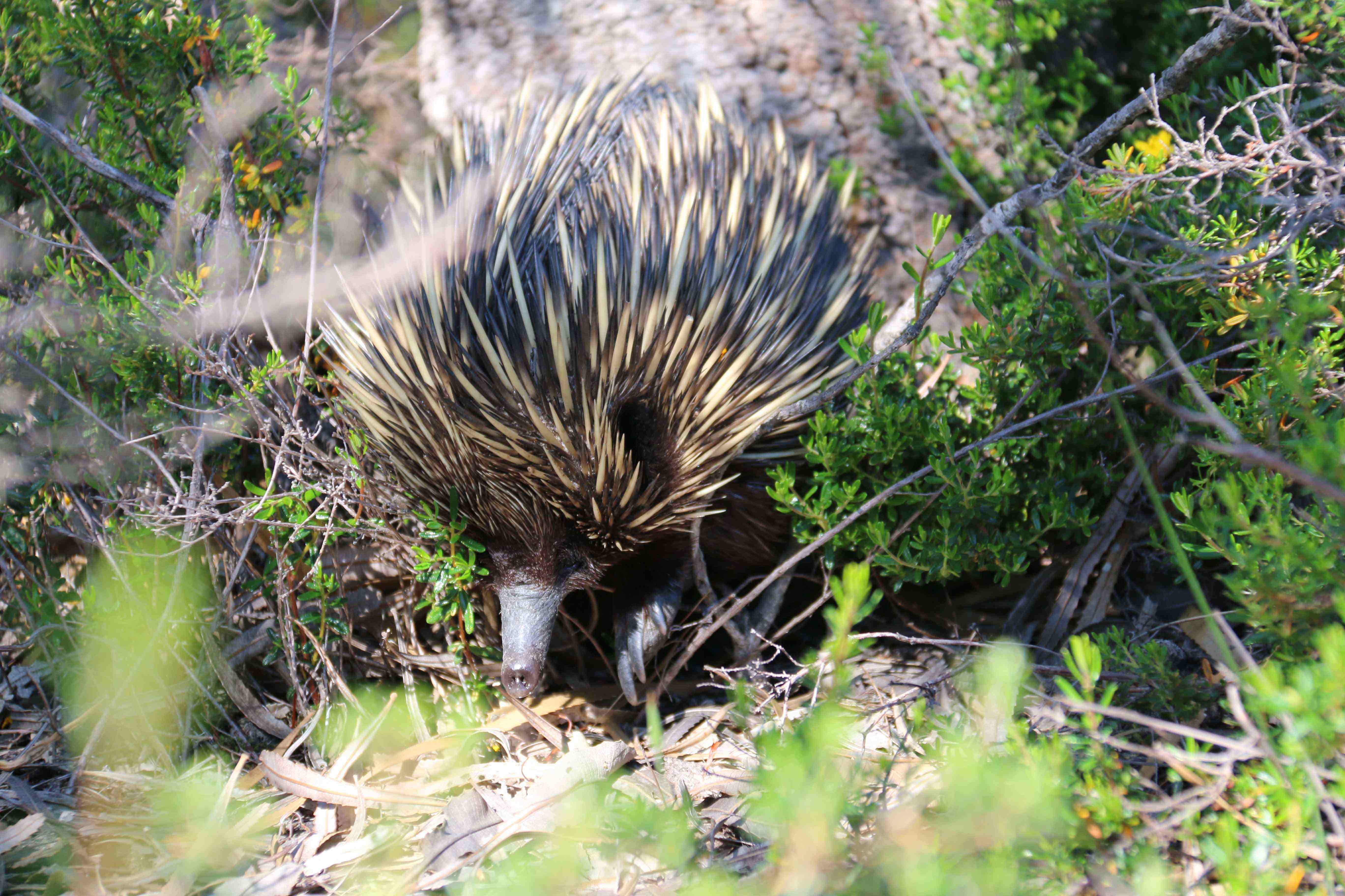 Fauna Mammals short beaked echidna Tachyglossus aculeatus daytime 02 WEB
