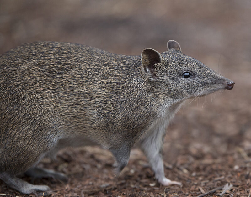 Quenda (courtesy Houndstooth Studio) - WhitemanParkFauna