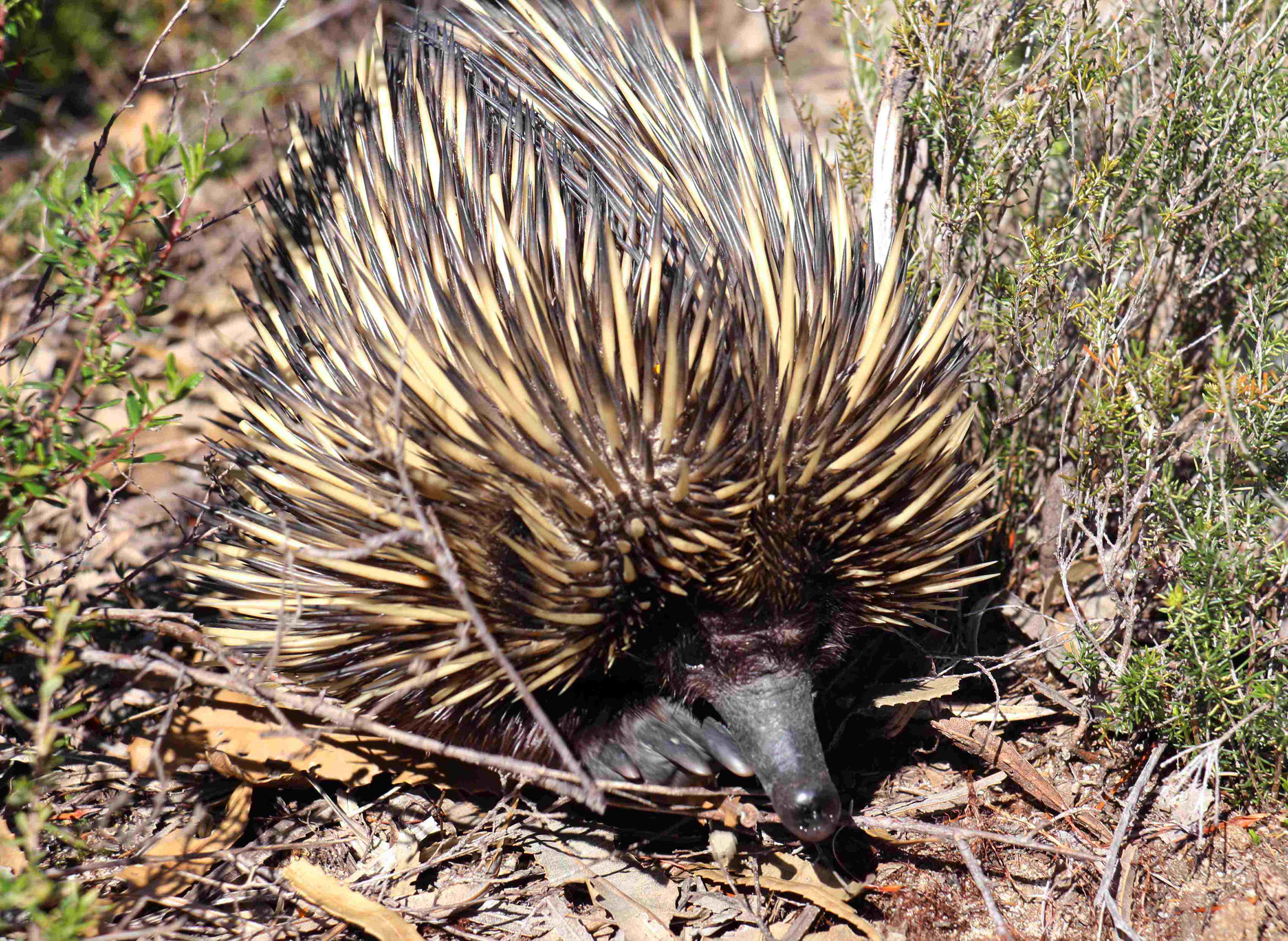 short beaked echidna in bushland - WhitemanParkFauna