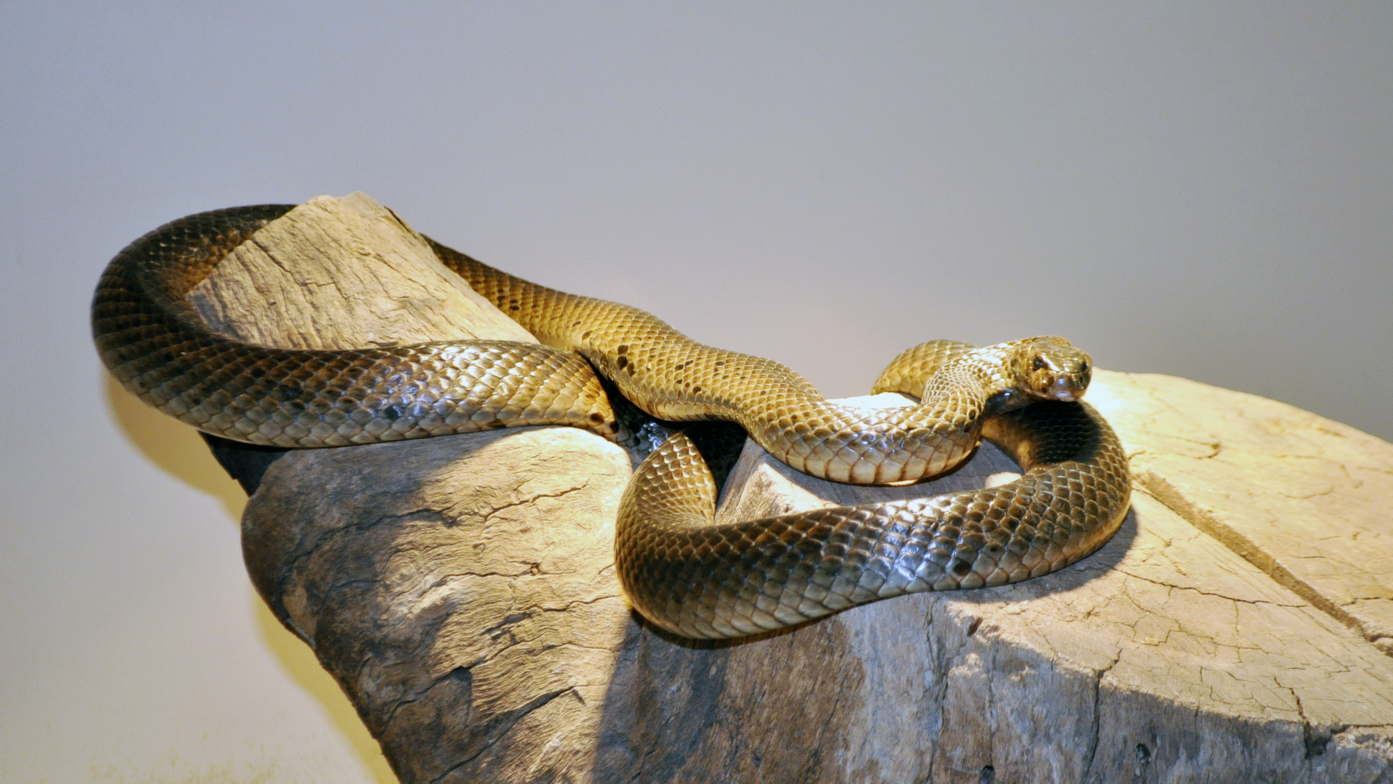 Dugite photo courtesy of WA Reptile Park WEB