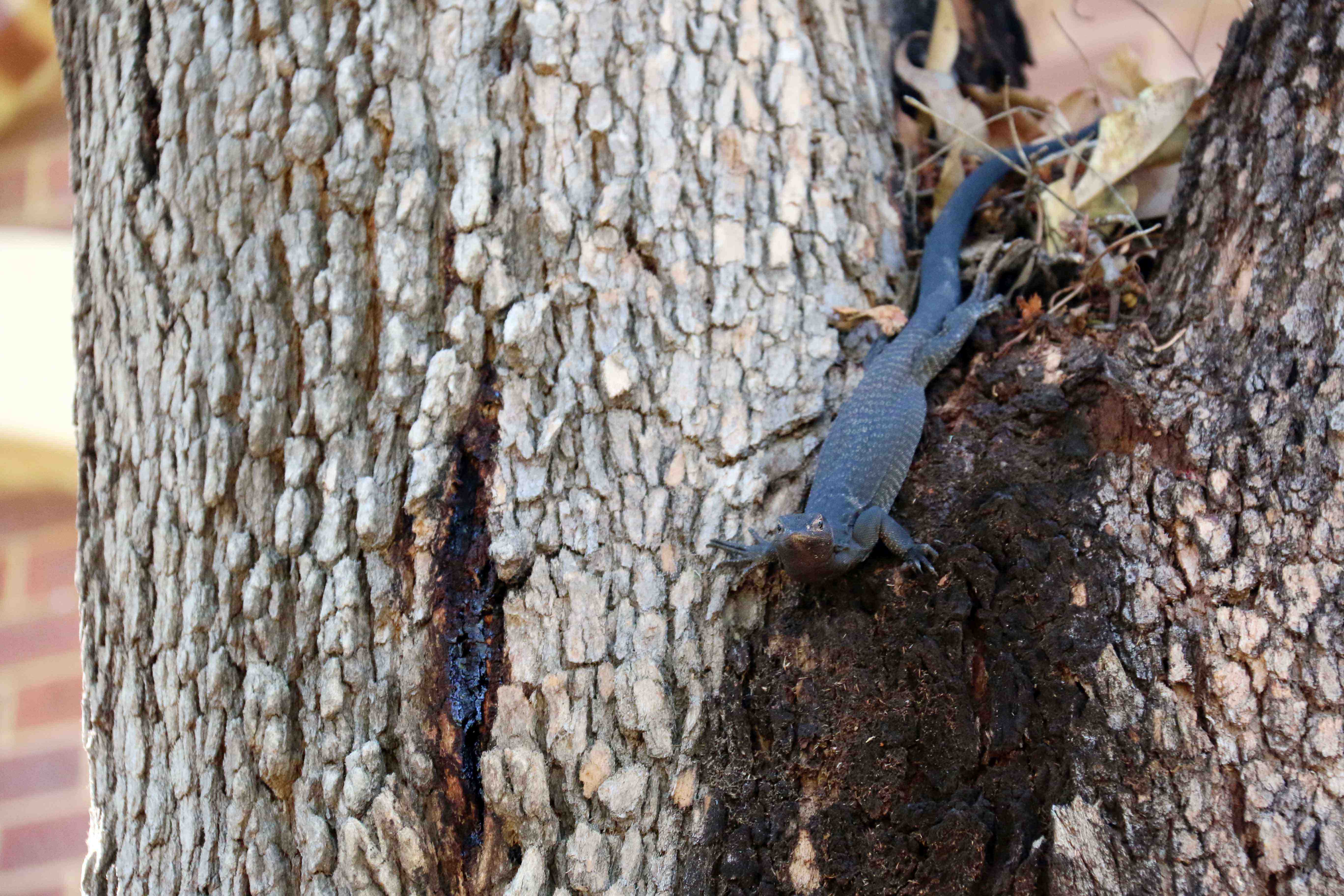 Fauna Repitlia Black tailed monitor Varanus tristis 06 WEB