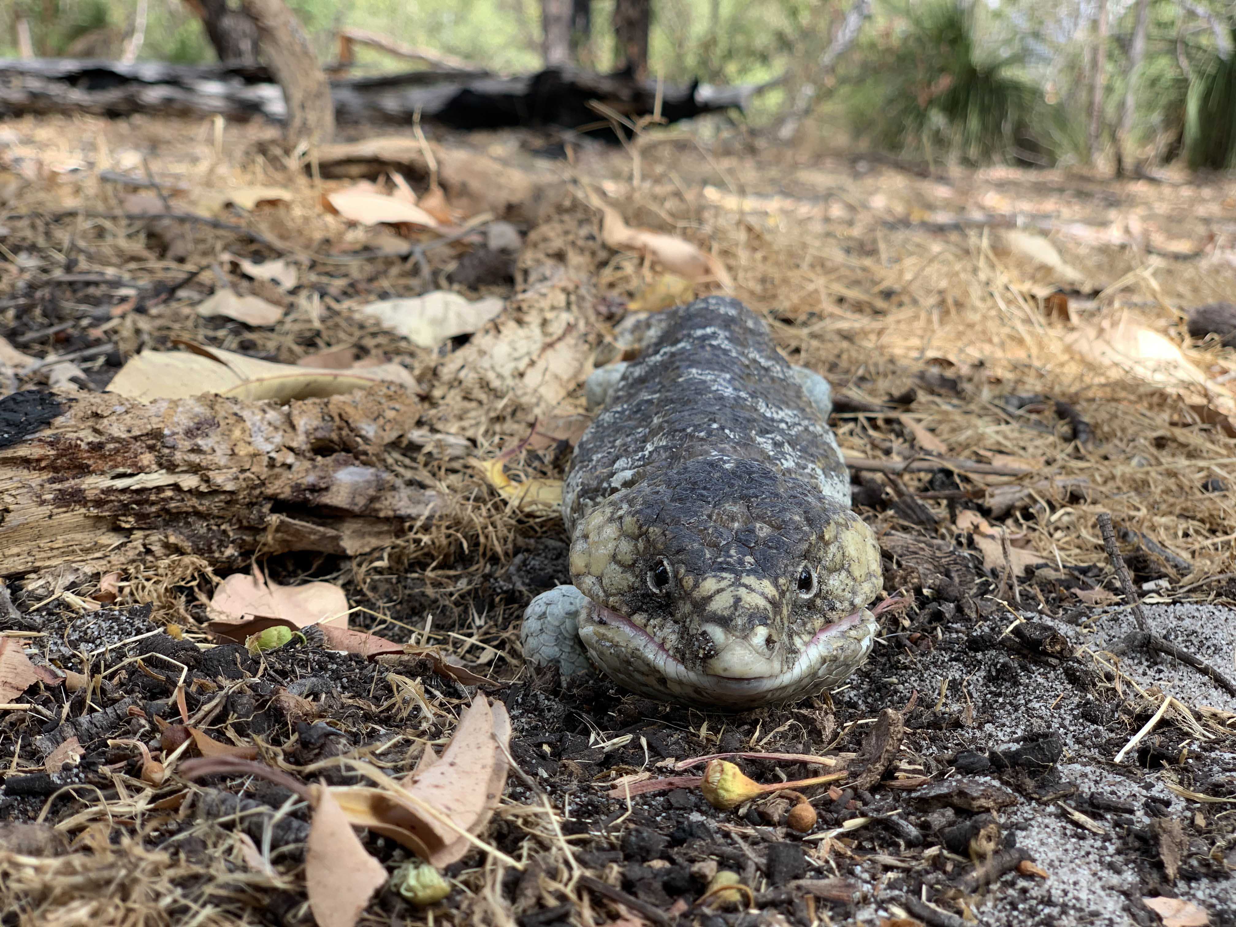 Fauna Repitlia Bobtail Tiliqua rugosa 01 WEB