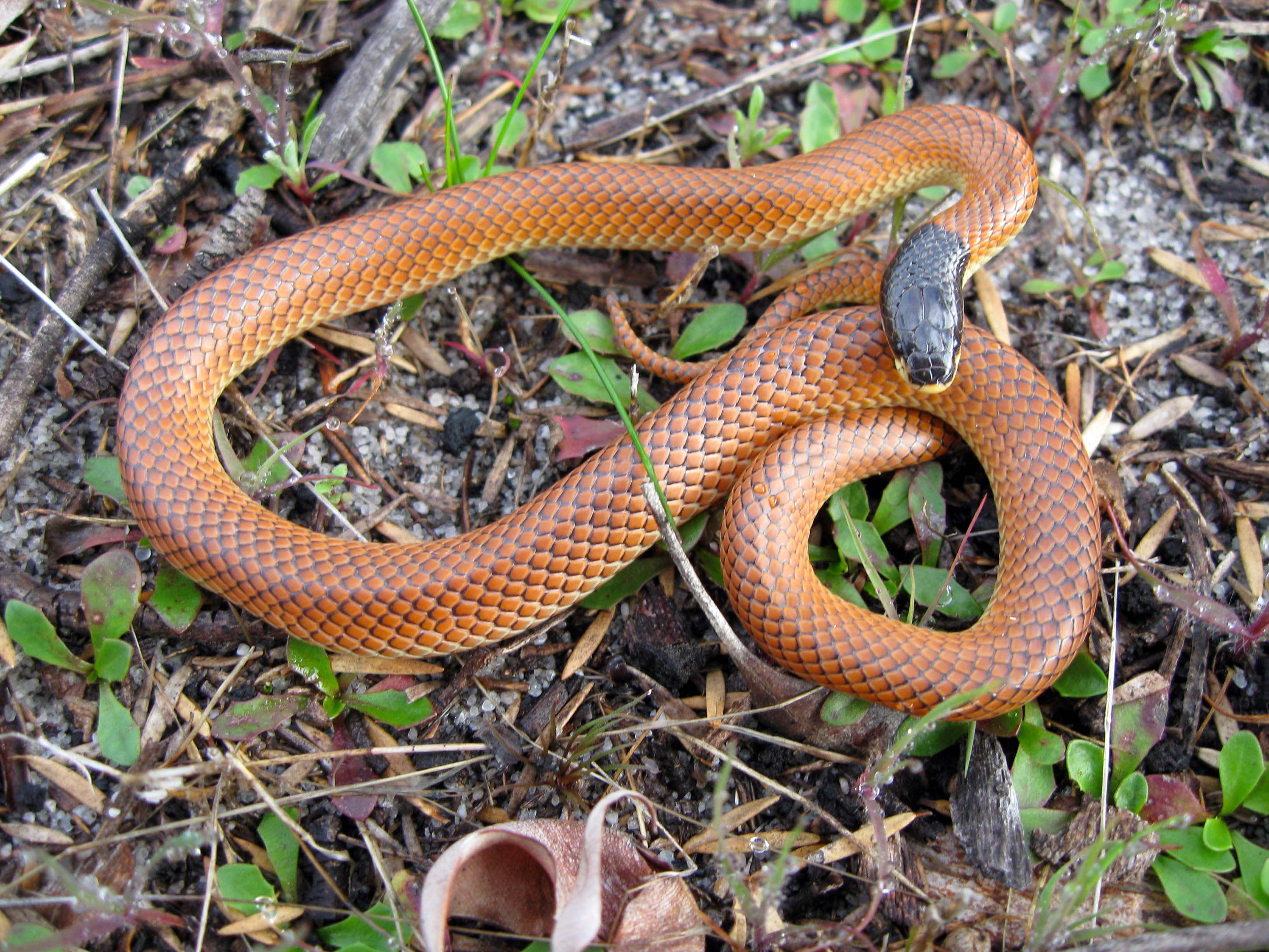 Fauna Reptilia Goulds Hooded Snake Rhinoplocephalus gouldii 01 courtesy of Ben de Haan WEB