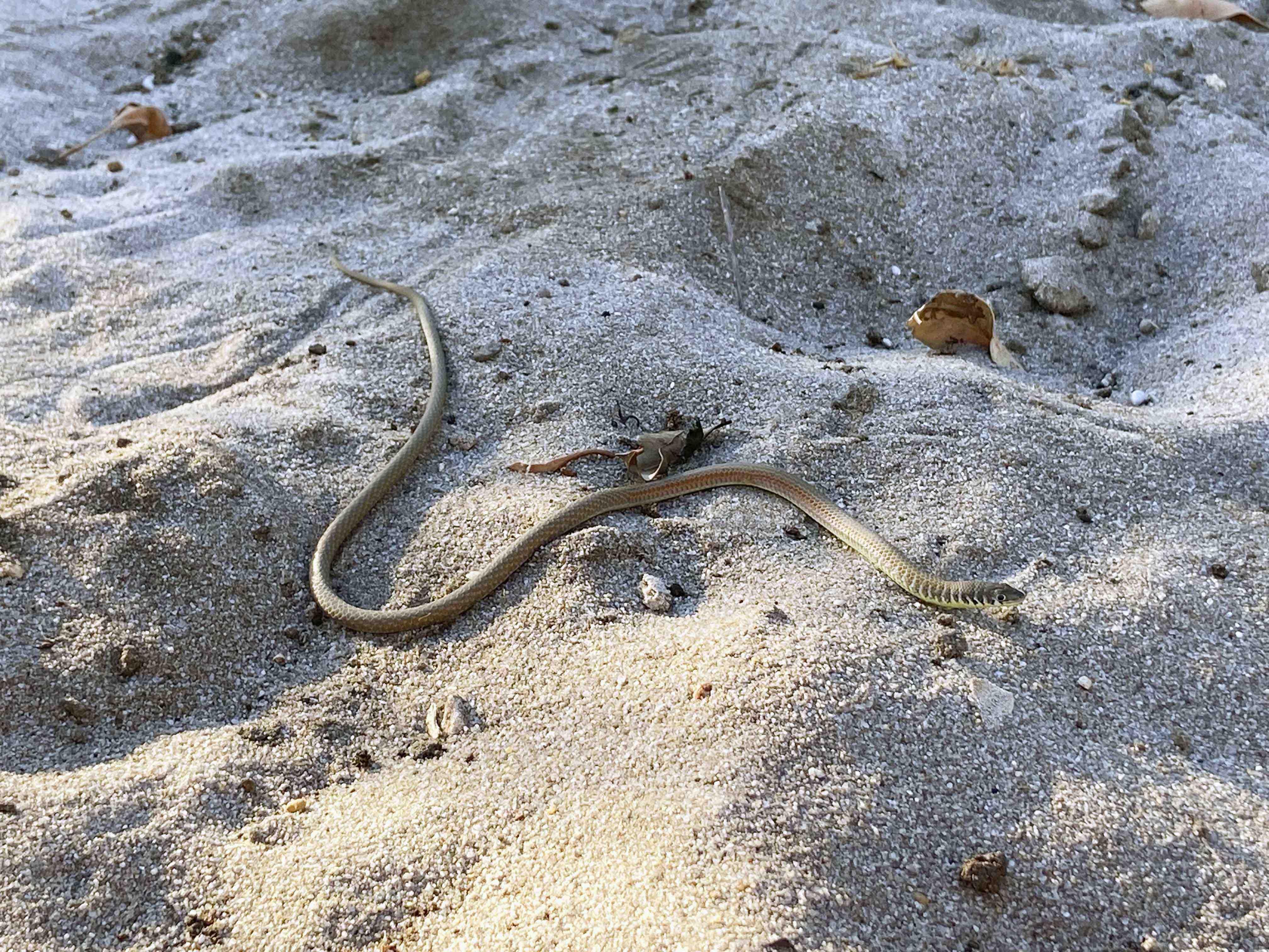 Fauna Reptilia Greys legless lizard Delma greyii 01 WEB