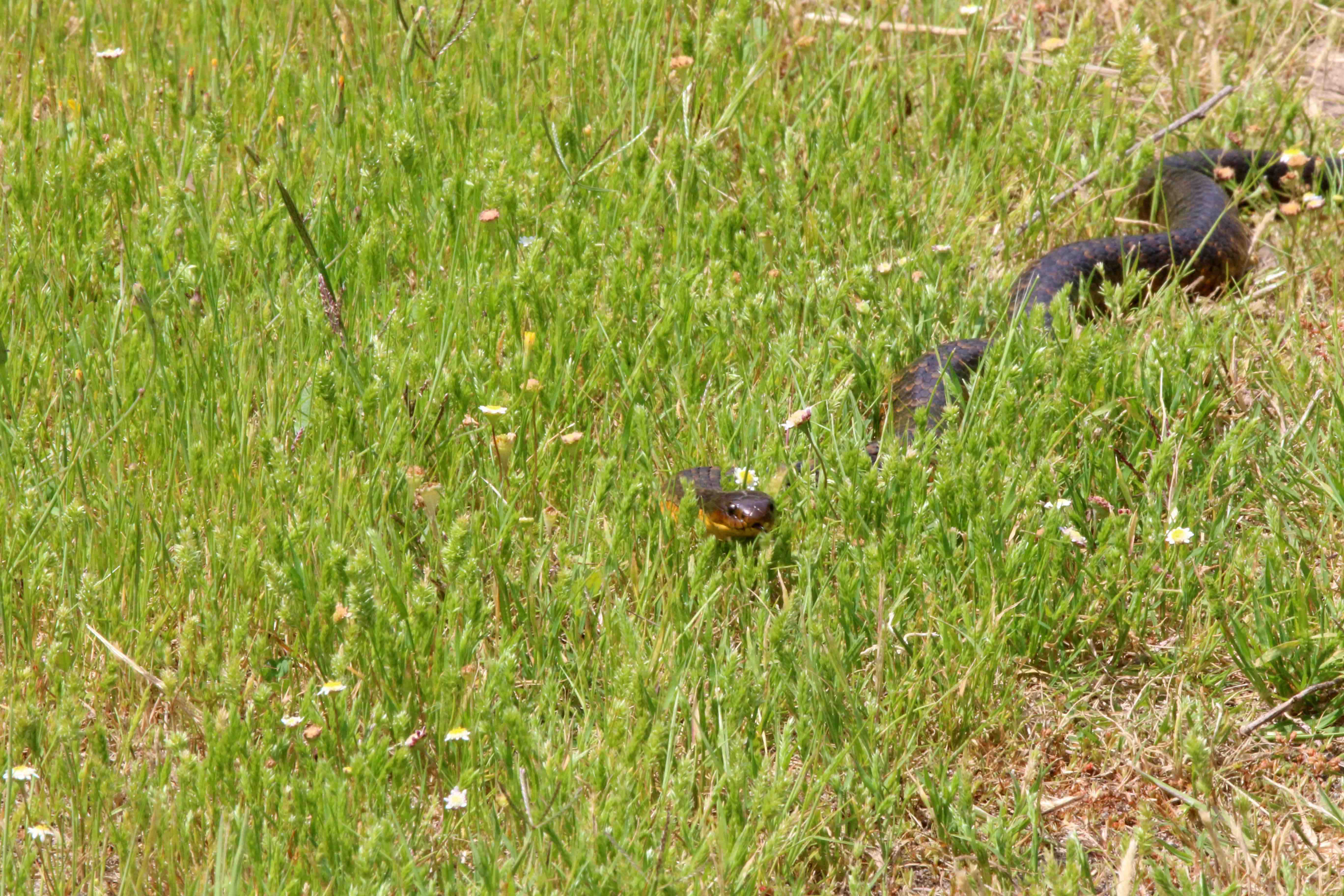 Fauna Reptilia Tiger snake Notechis scutatus 02 WEB