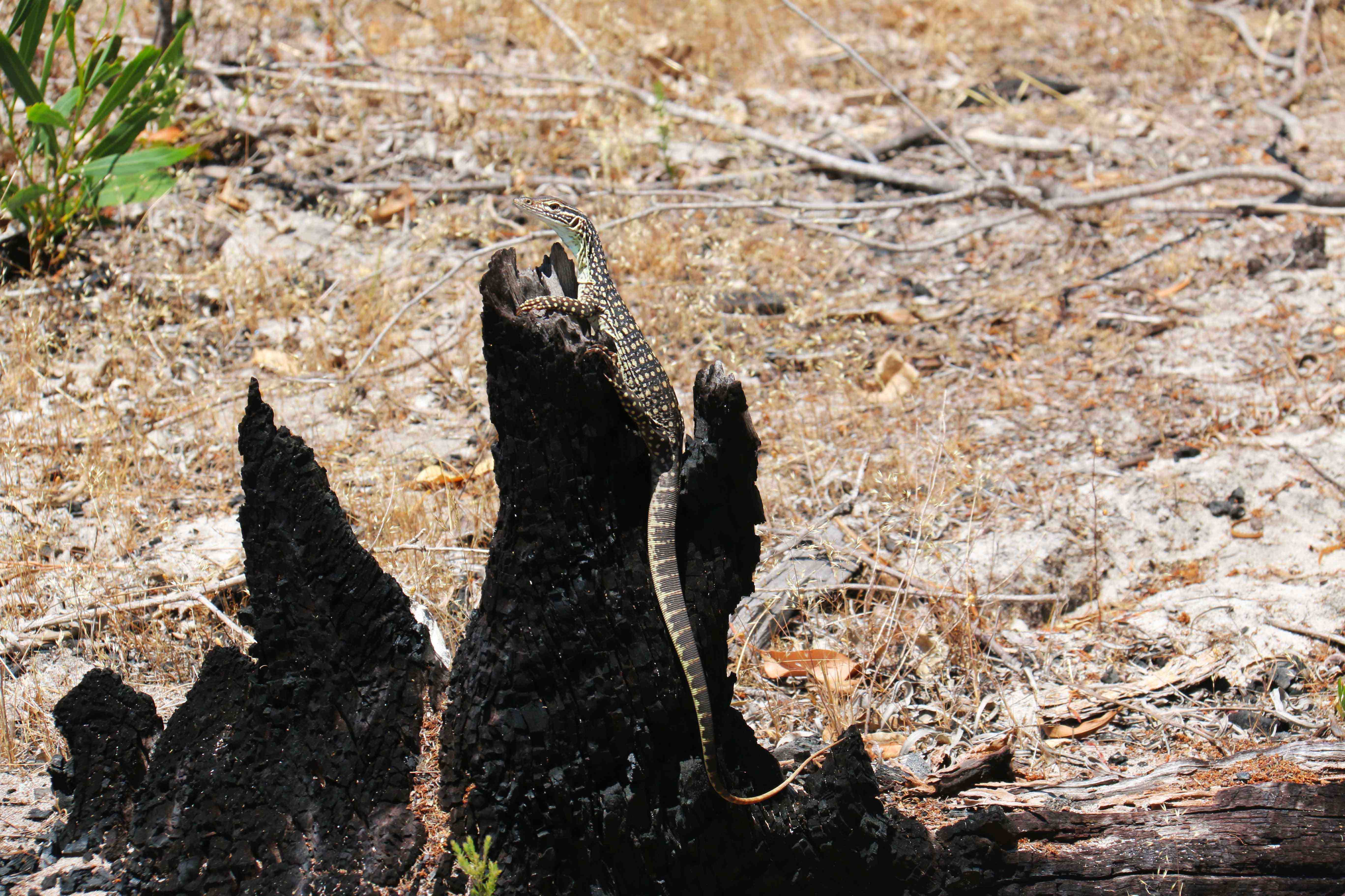 Fauna Reptilia kaarda sand goanna Varanus gouldii juvenile 01 WEB