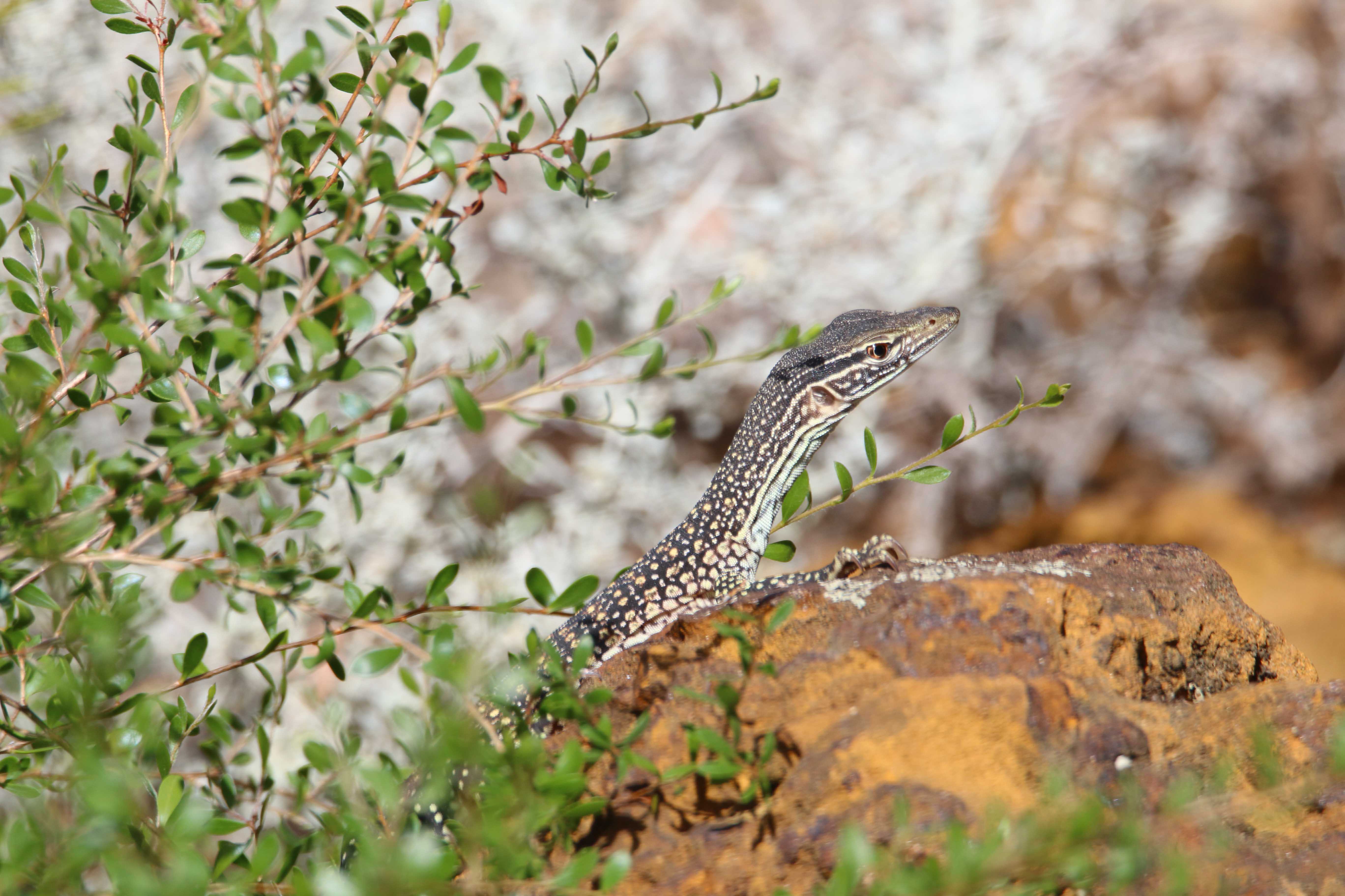 Fauna Reptilia kaarda sand goanna Varanus gouldii juvenile 02 WEB