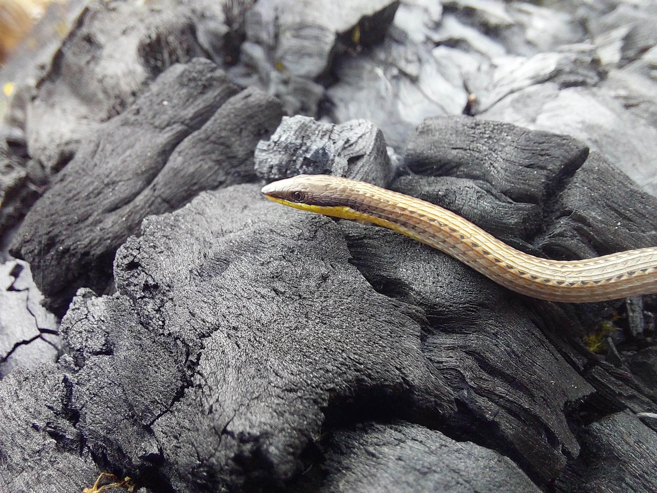 Fauna Reptilia slender slider Pletholax gracilis 01 WEB