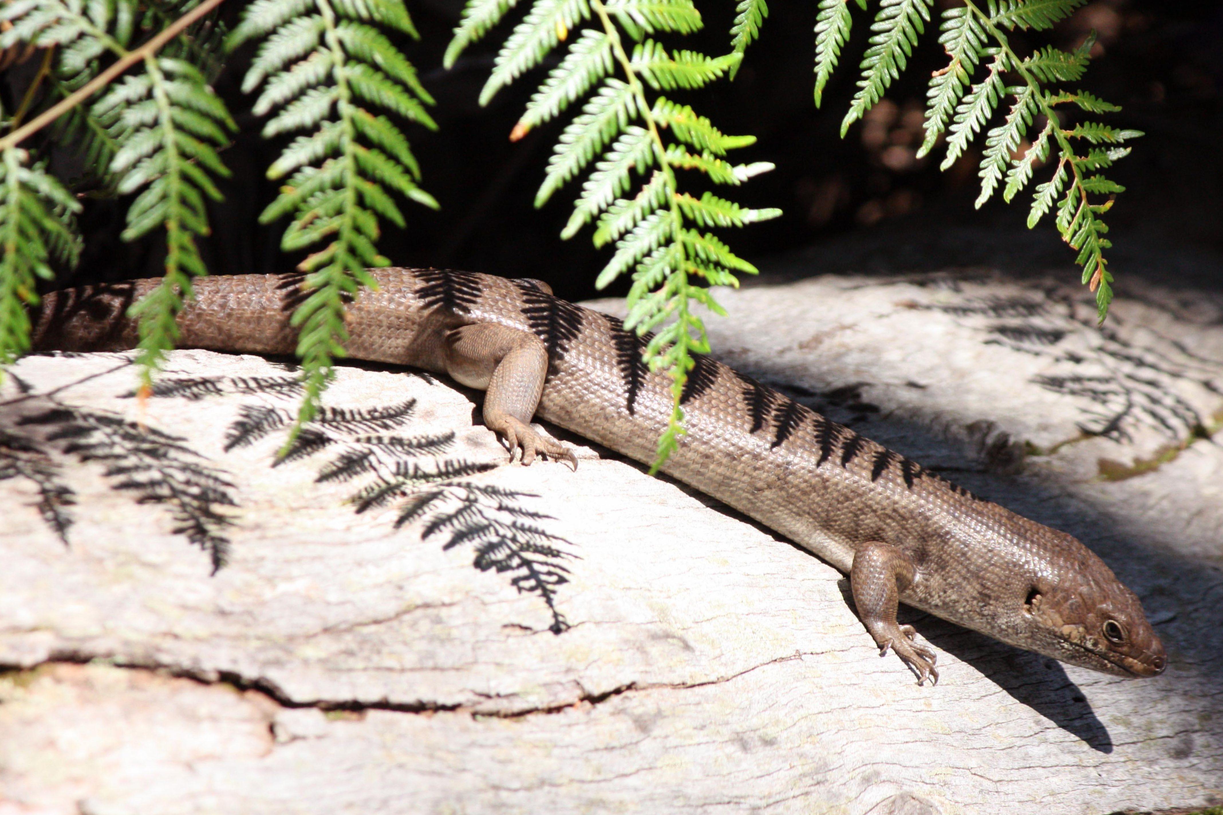 Fauna reptile King skink Egernia kingii