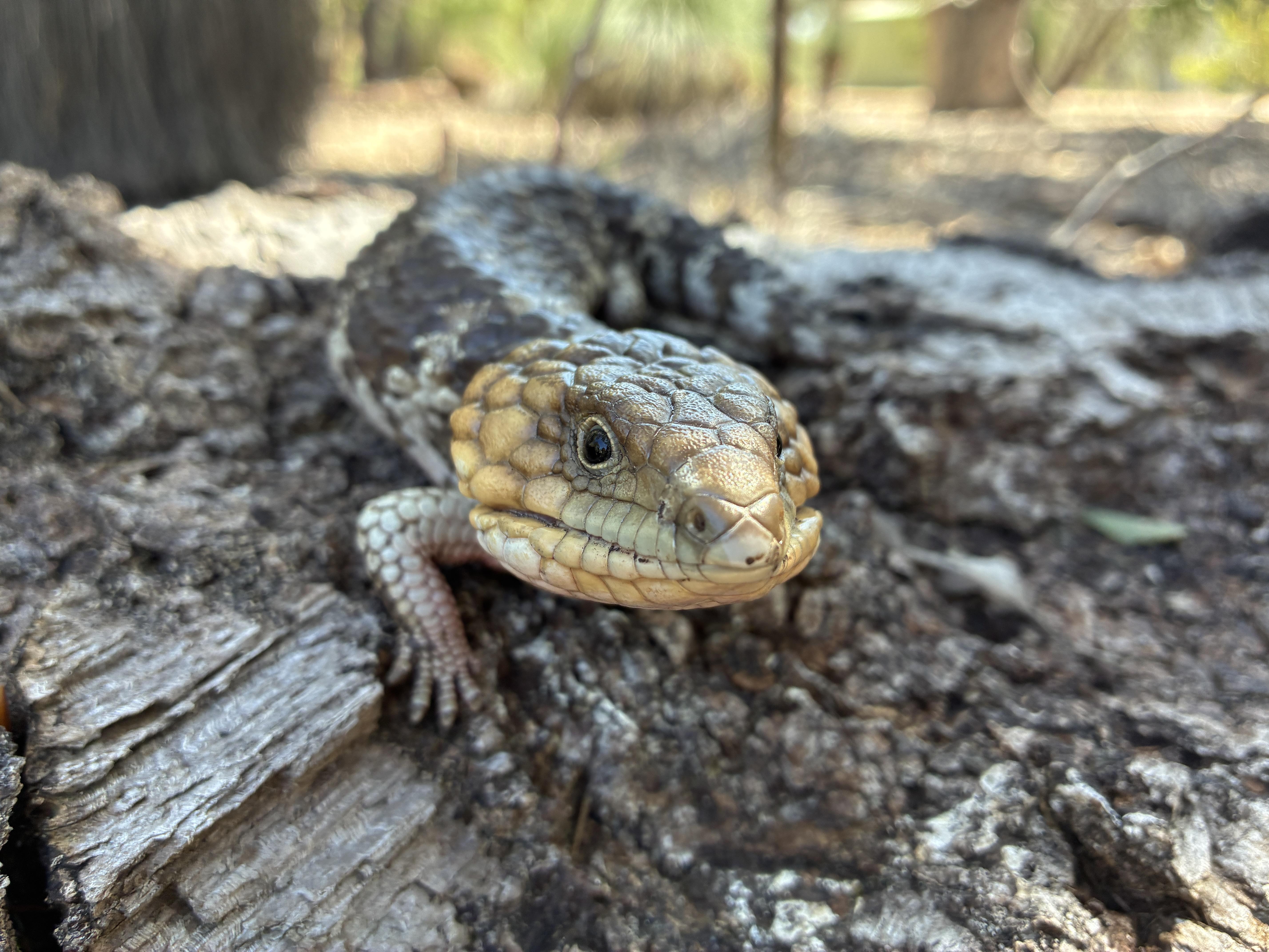 WP Fauna Repitlia Bobtail Tiliqua rugosa 02 WEB