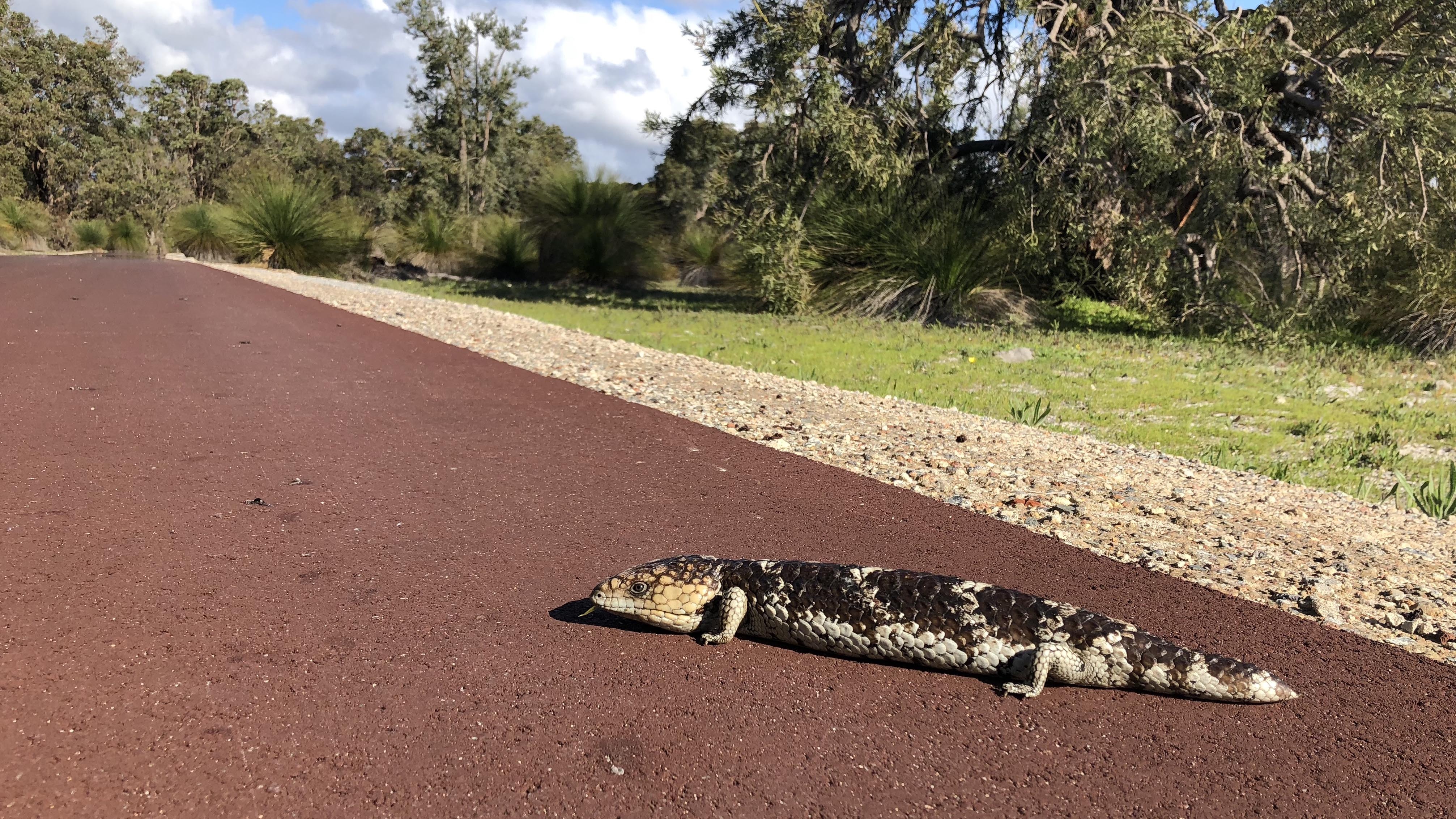 W Pfauna bobtail Tiliqua rugosa 02 WEB