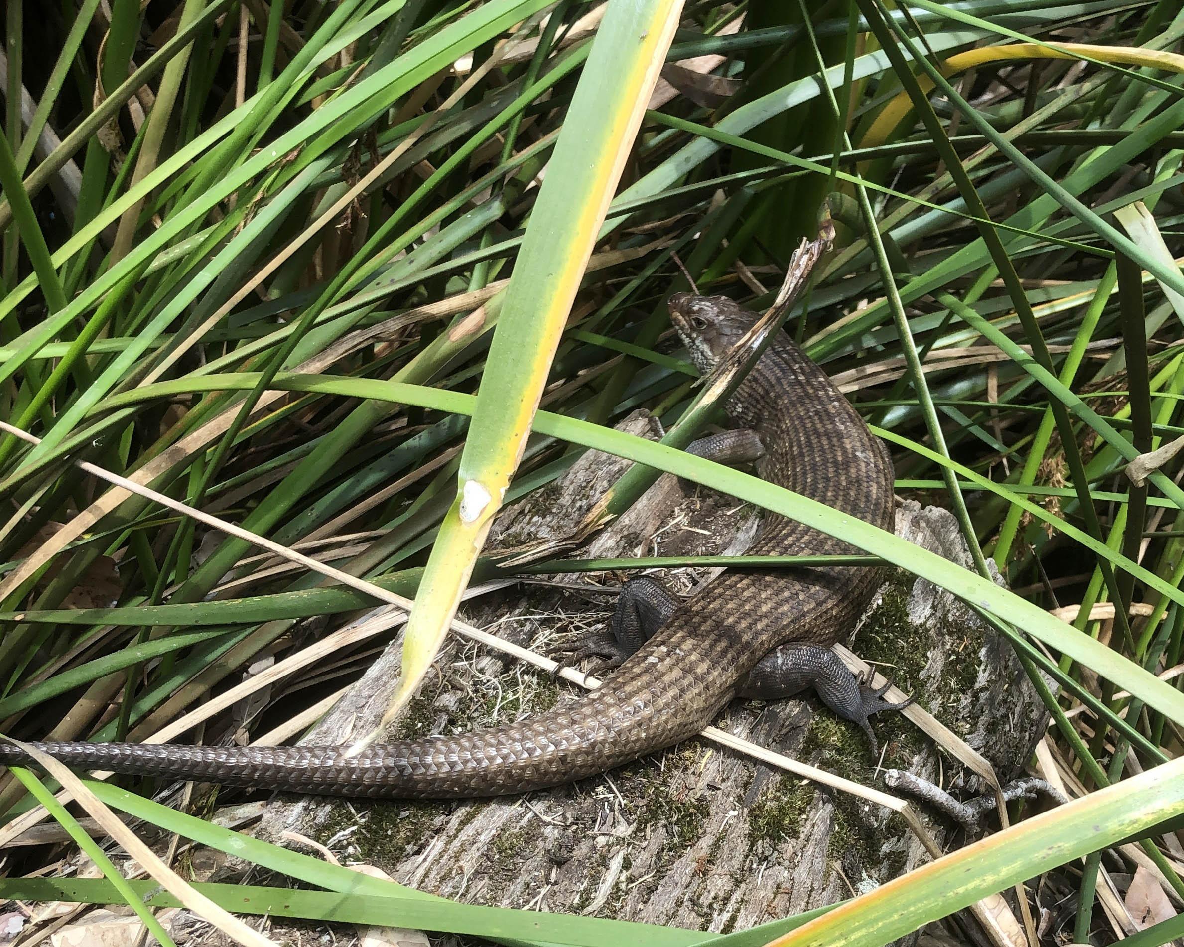 Whiteman Park fauna Reptilia king skink Egernia kingii 01 WEB
