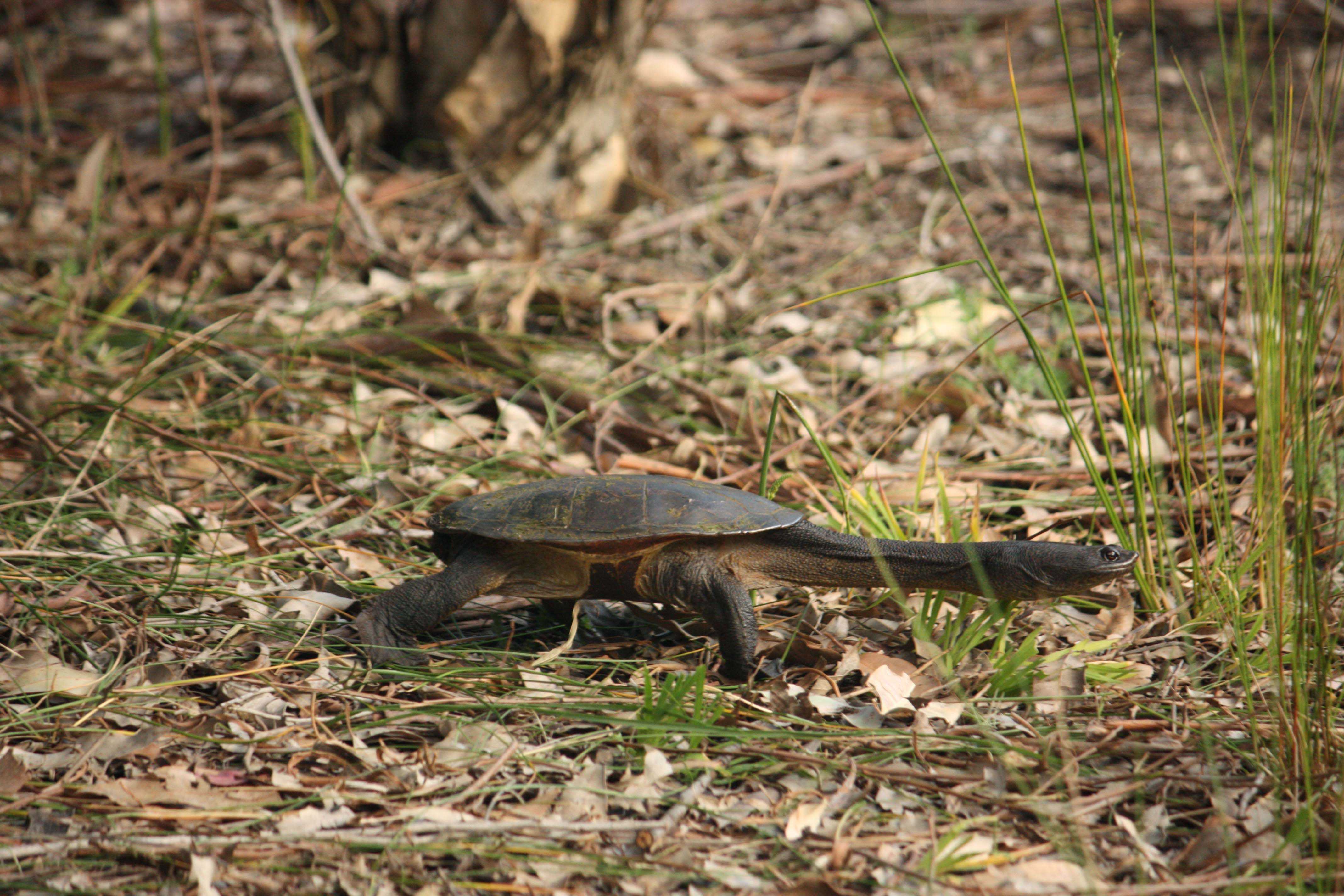 Whiteman Park fauna Reptilia long necked turtle Chelodina oblonga 01 WEB