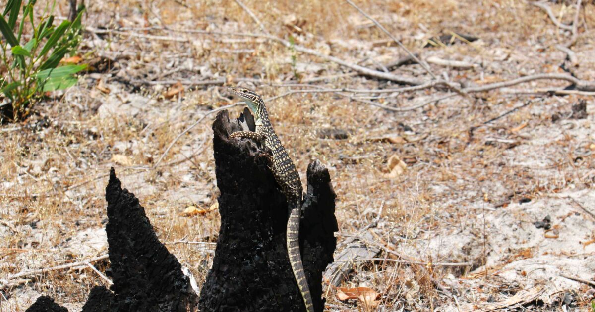 Gould's sand monitor | Whiteman Park