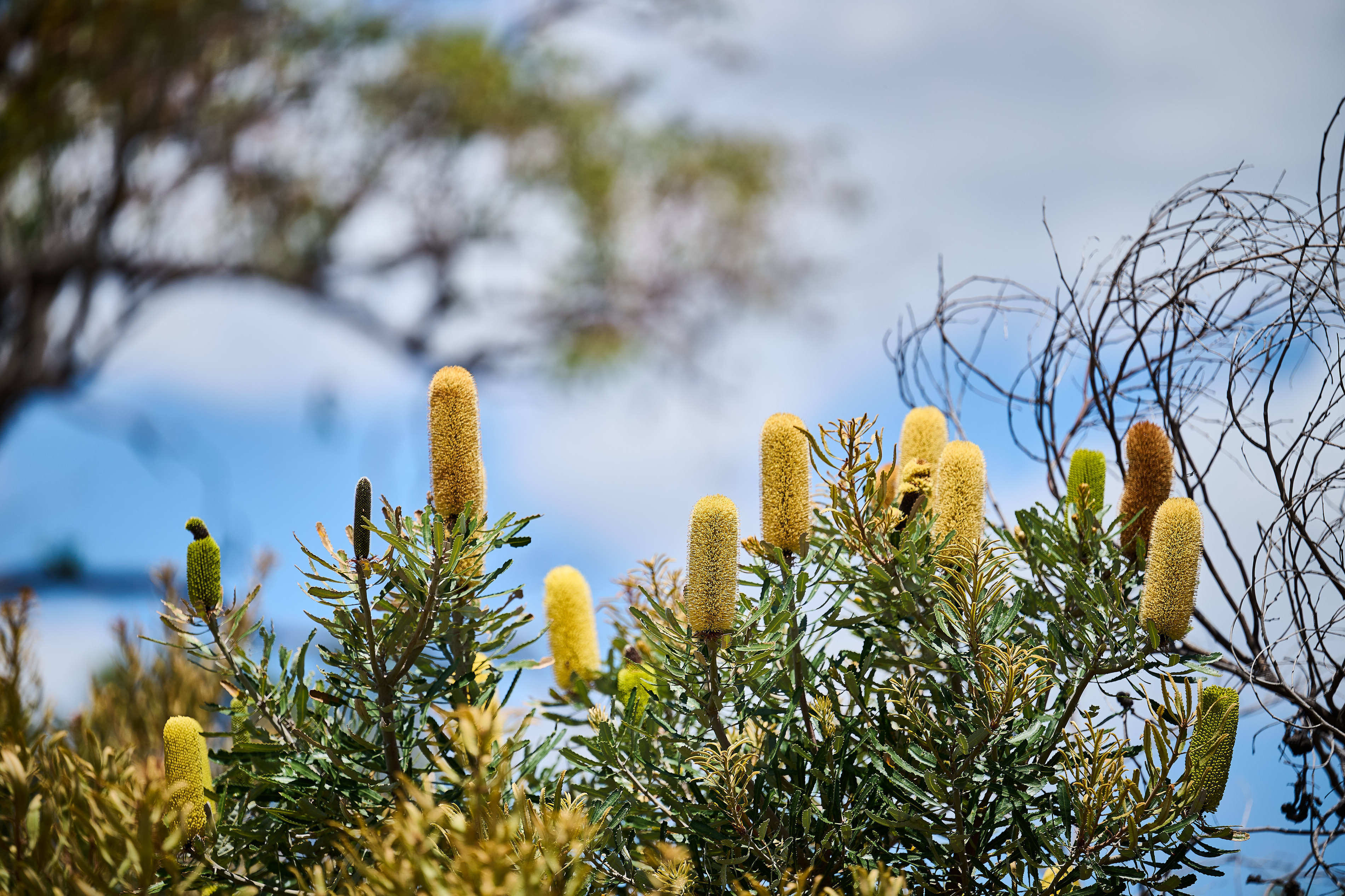 390 WP flora Banksia attenuata DC Images