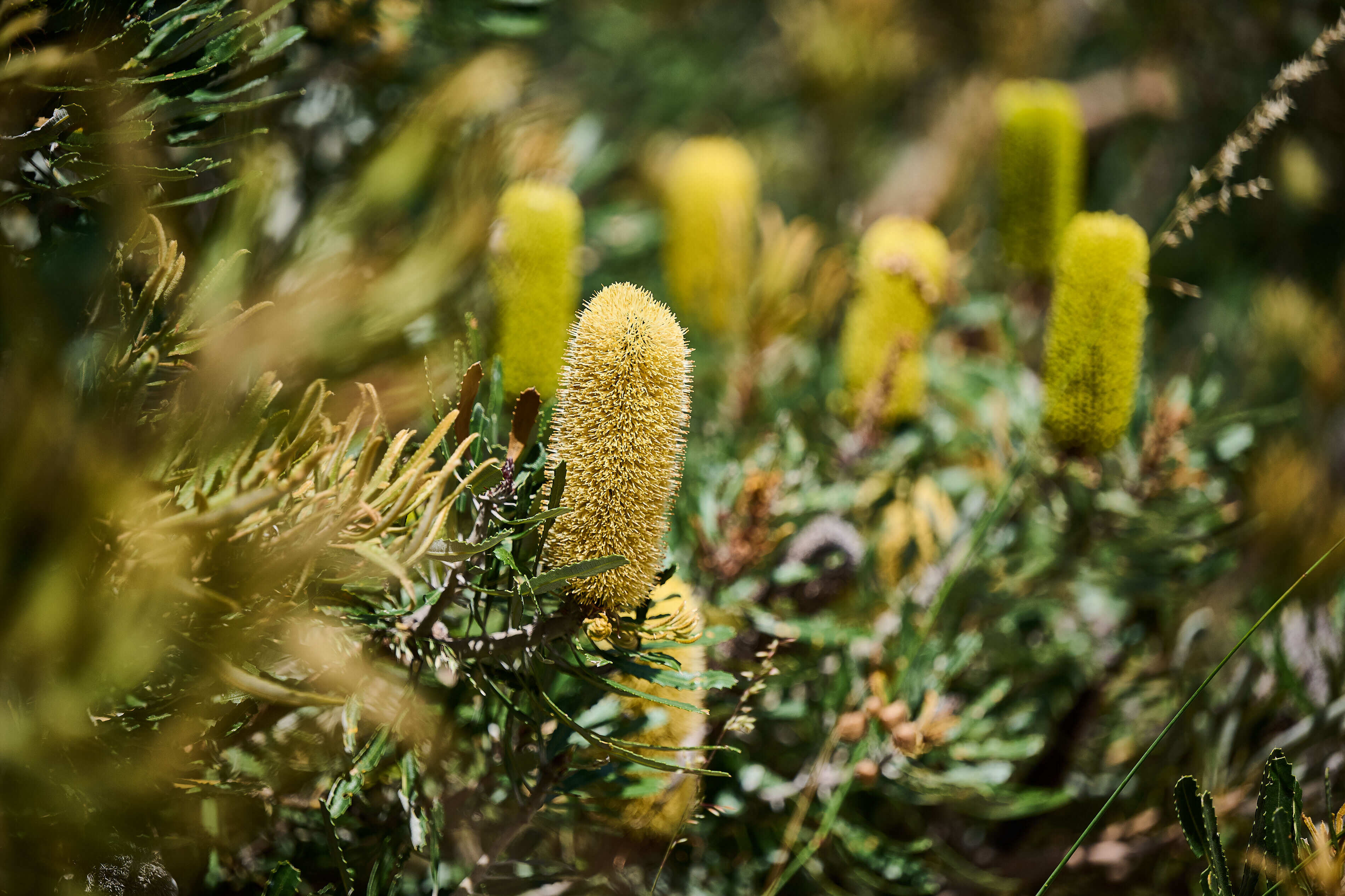 417 WP flora Banksia attenuata DC Images