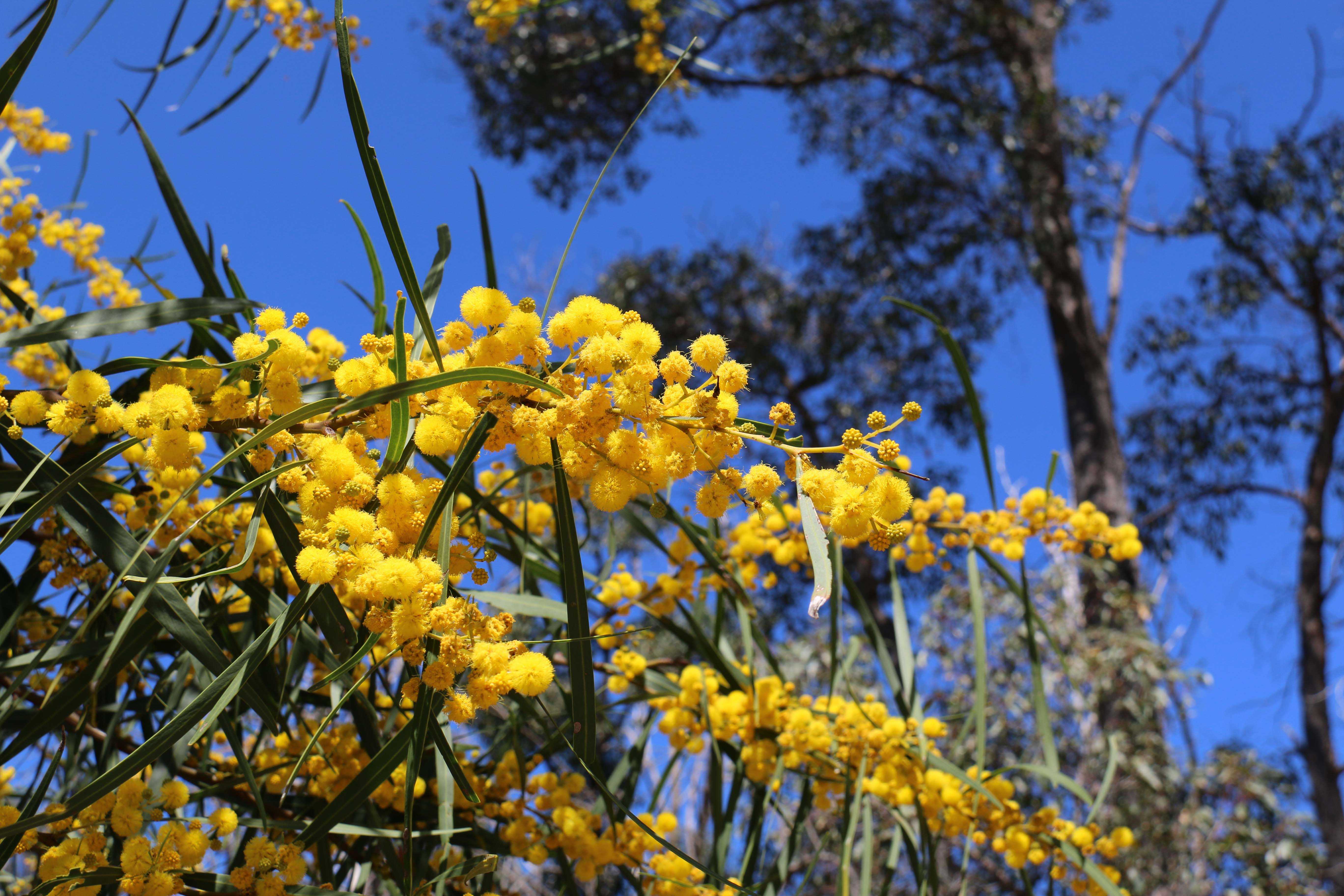 Acacia saligna orange wattle 08 WEB BANNER