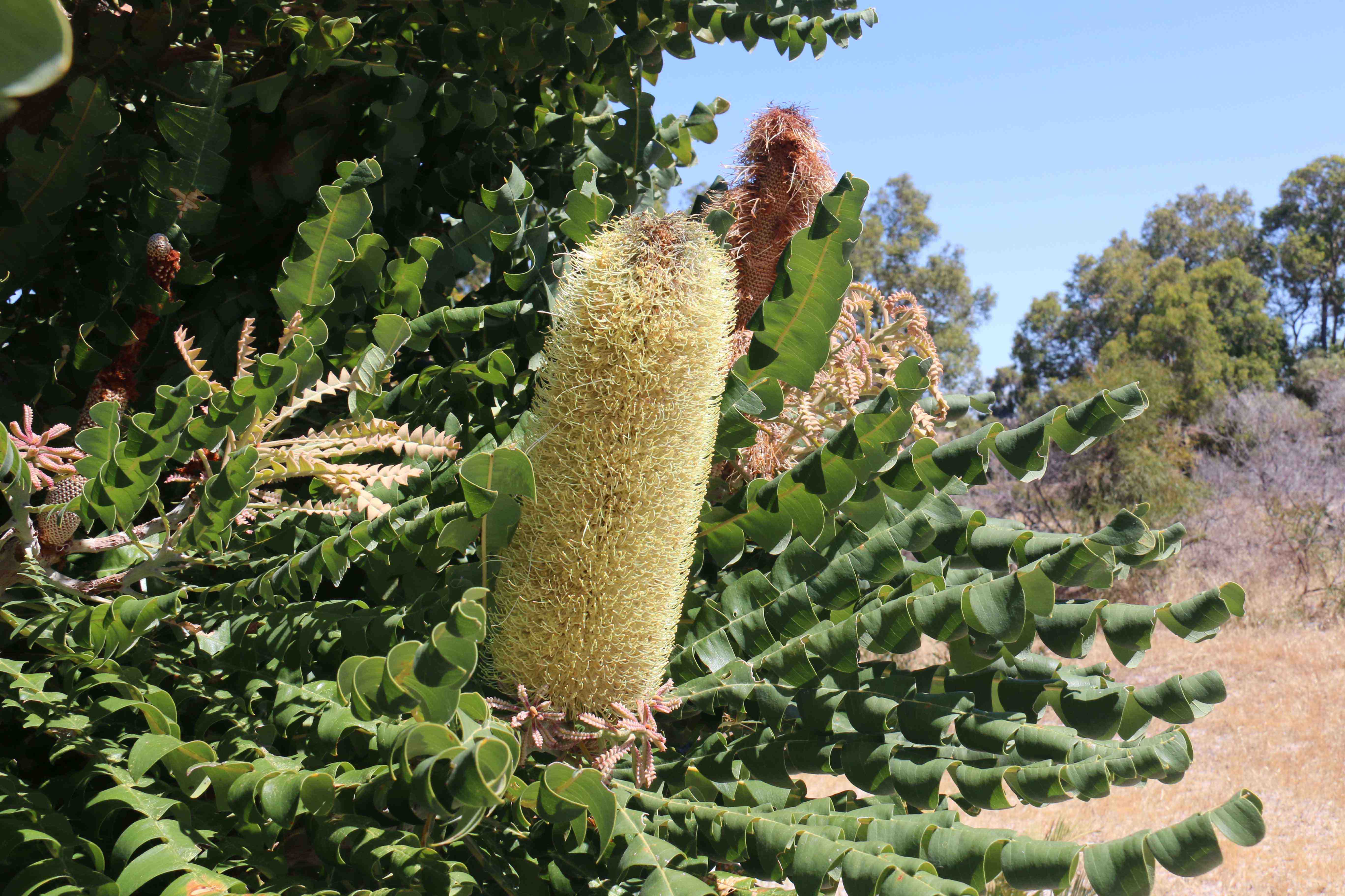 Banksia grandis bull banksia flower 01 WEB