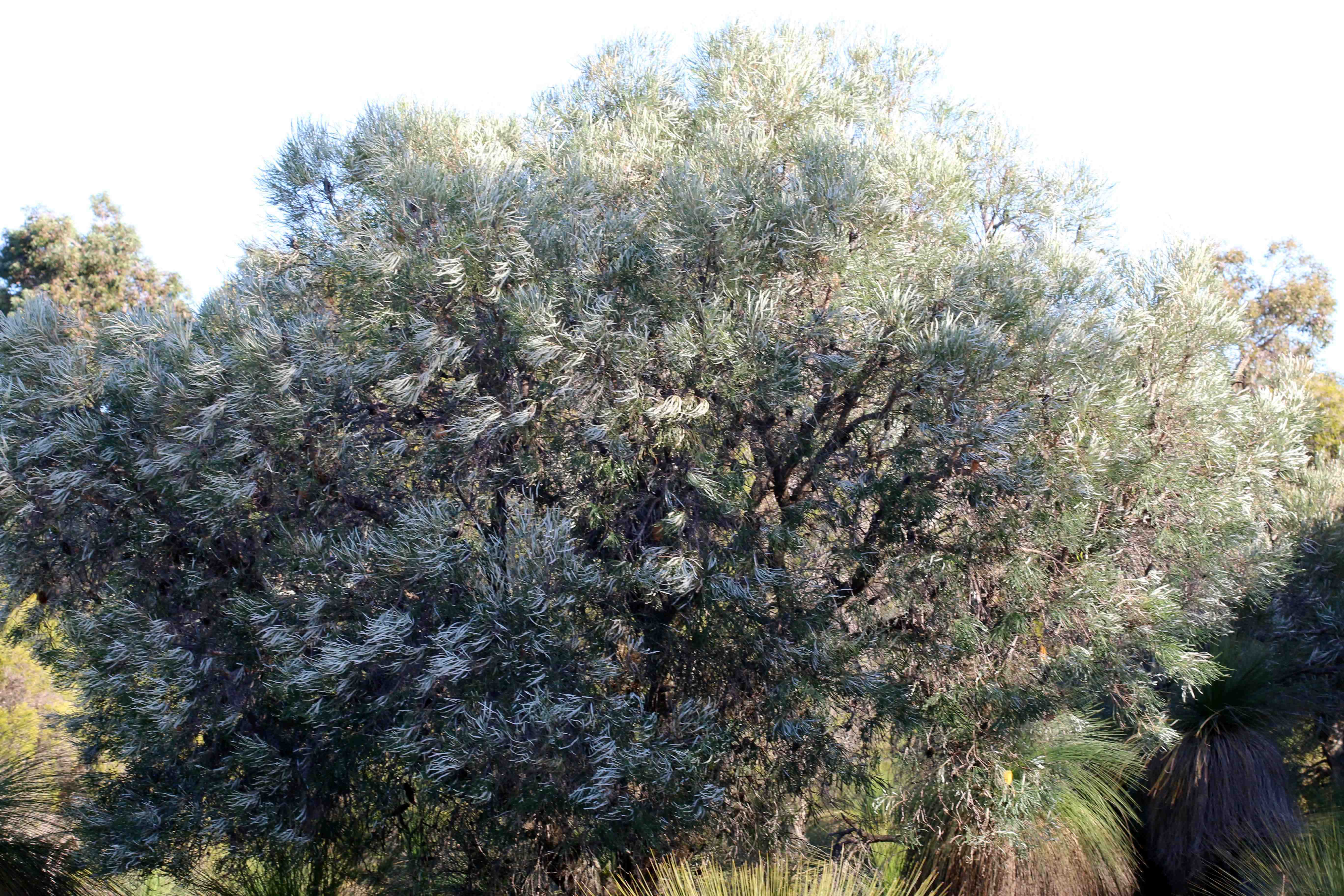 Banksia littoralis swamp banksia tree 02 WEB BANNER