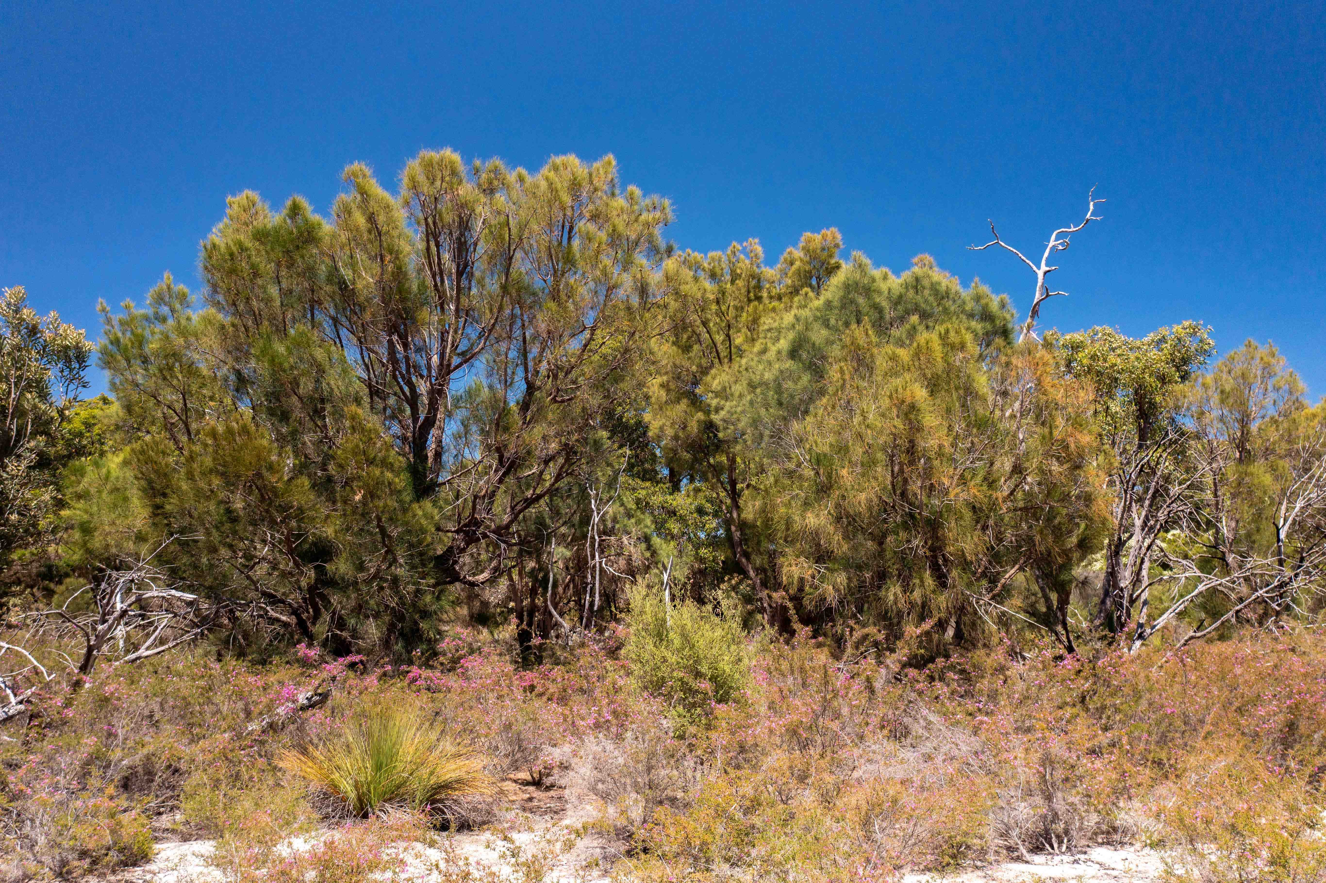 Canopy trees sheoak Allocasuarina fraseriana WEB BANNER