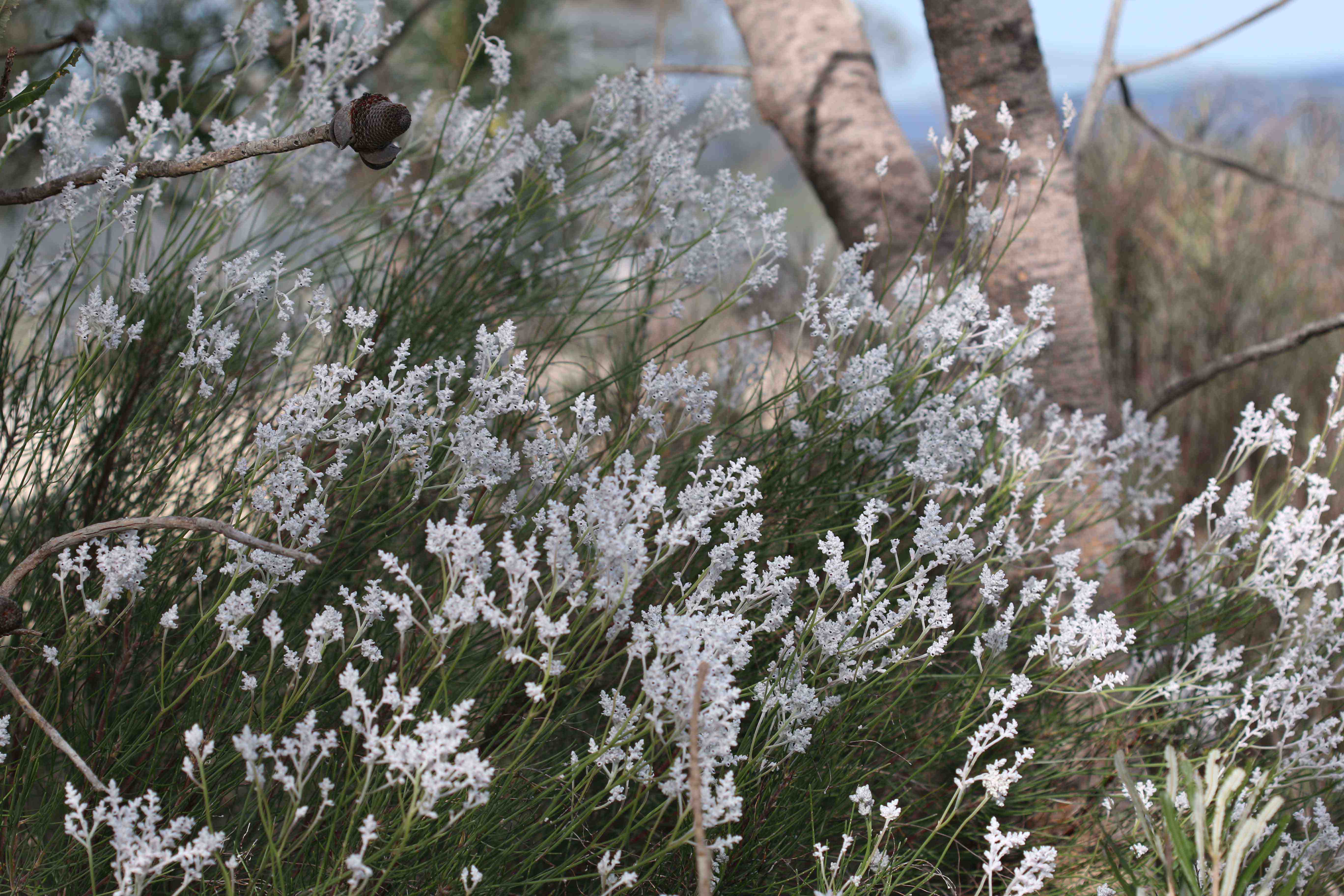 Flora - Conospermum stoechadis - common smoke bush