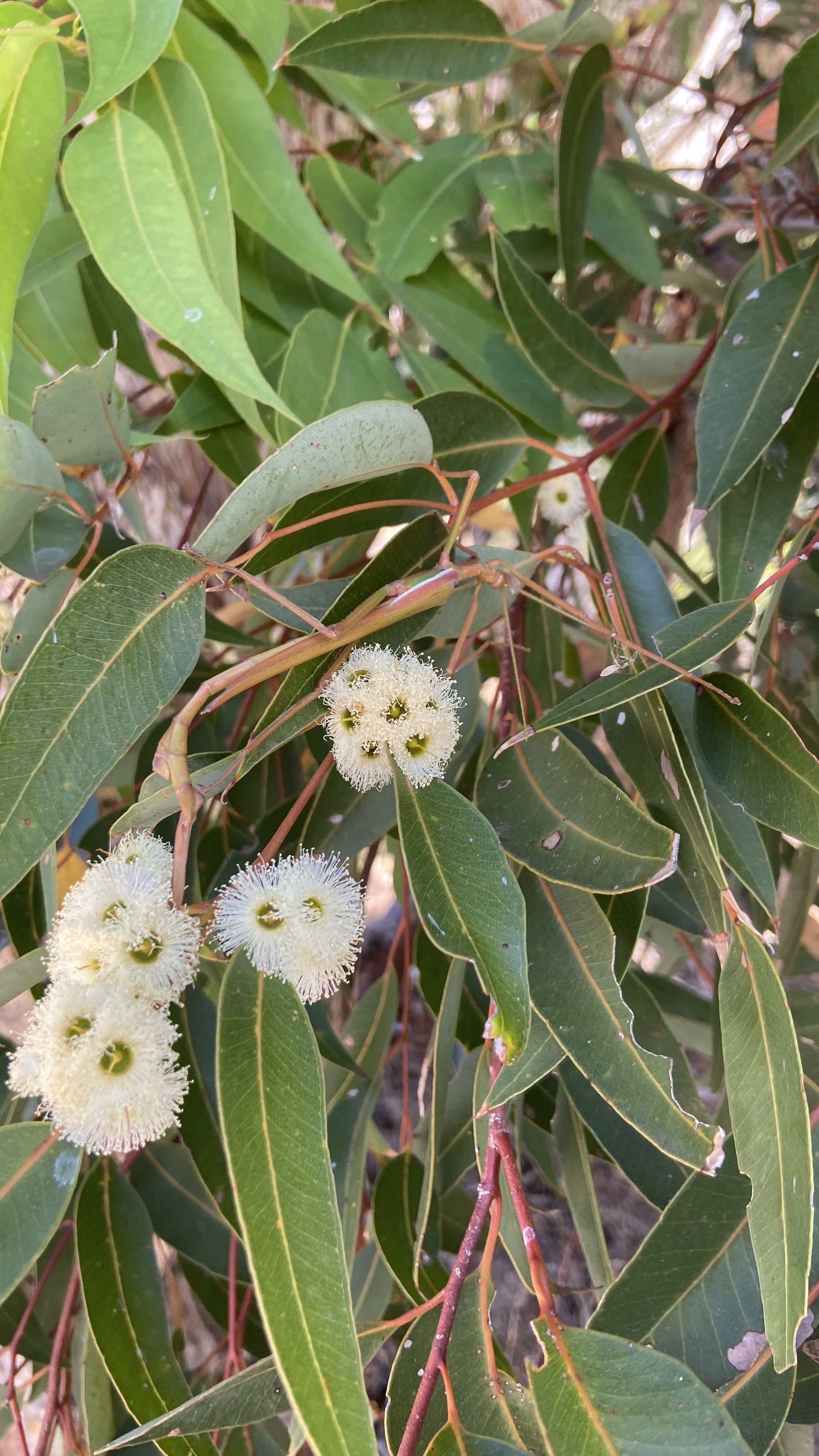 Eucalyptus marginata jarrah flowers and stick insect