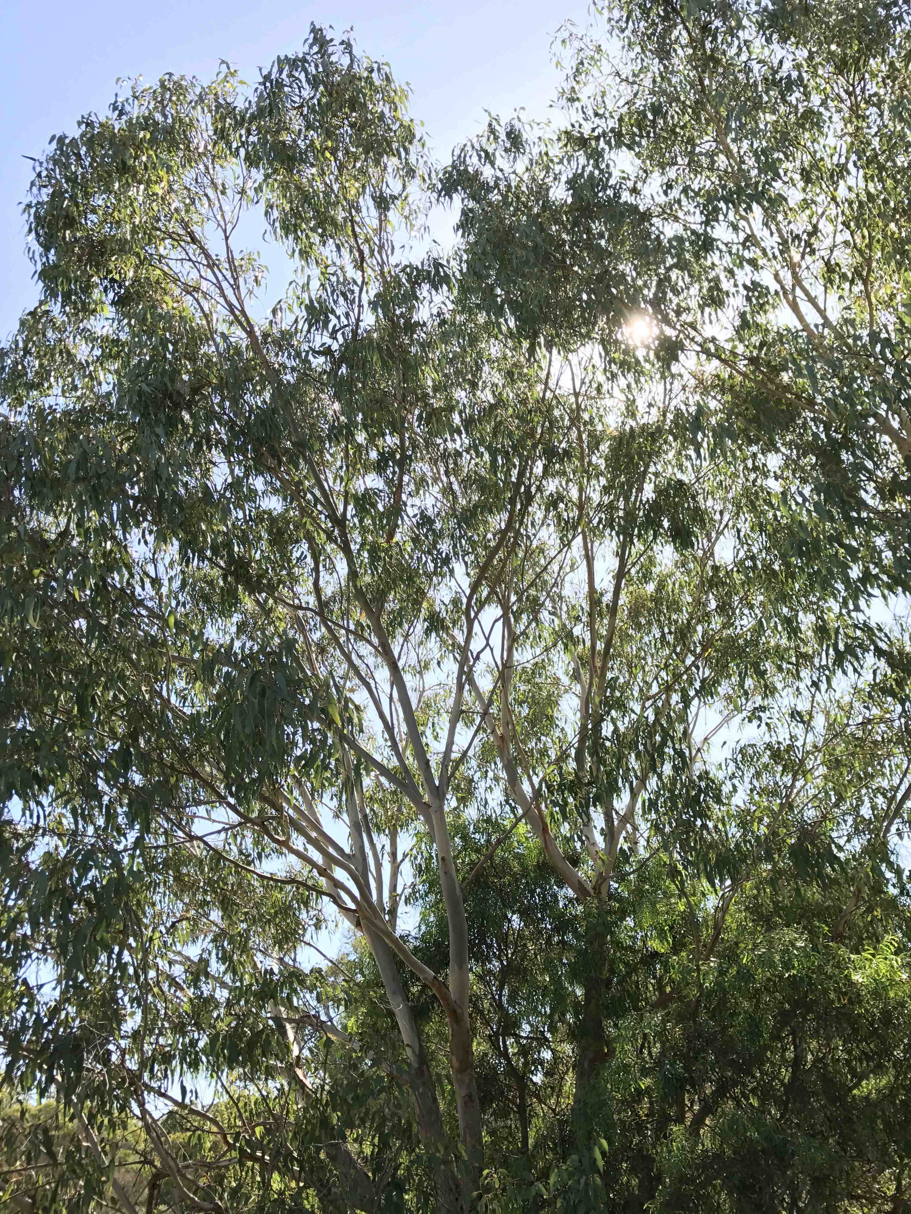 Eucalyptus rudis flooded gum WEB