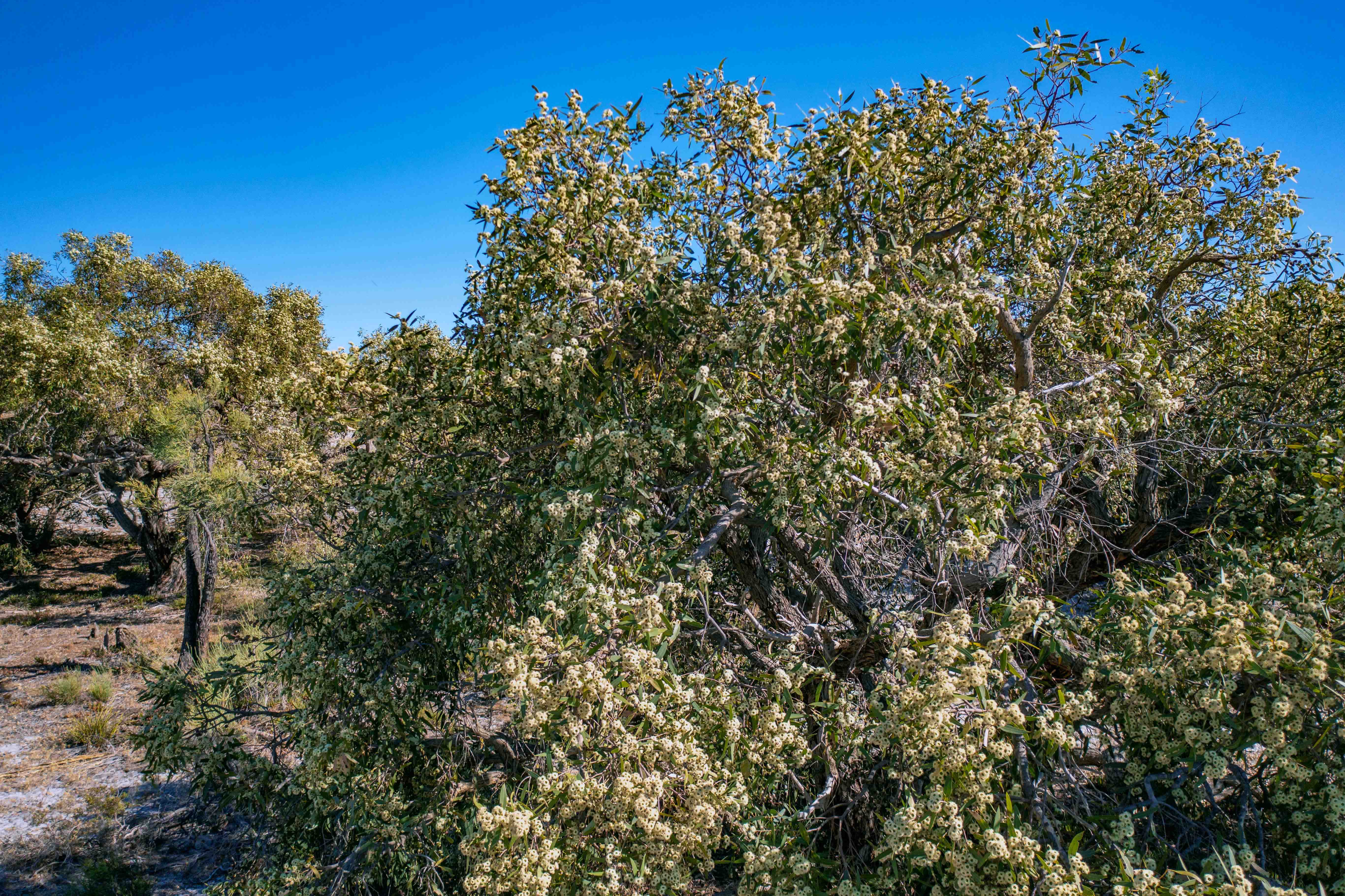 Eucalyptus todtiana in bloom WEB BANNER