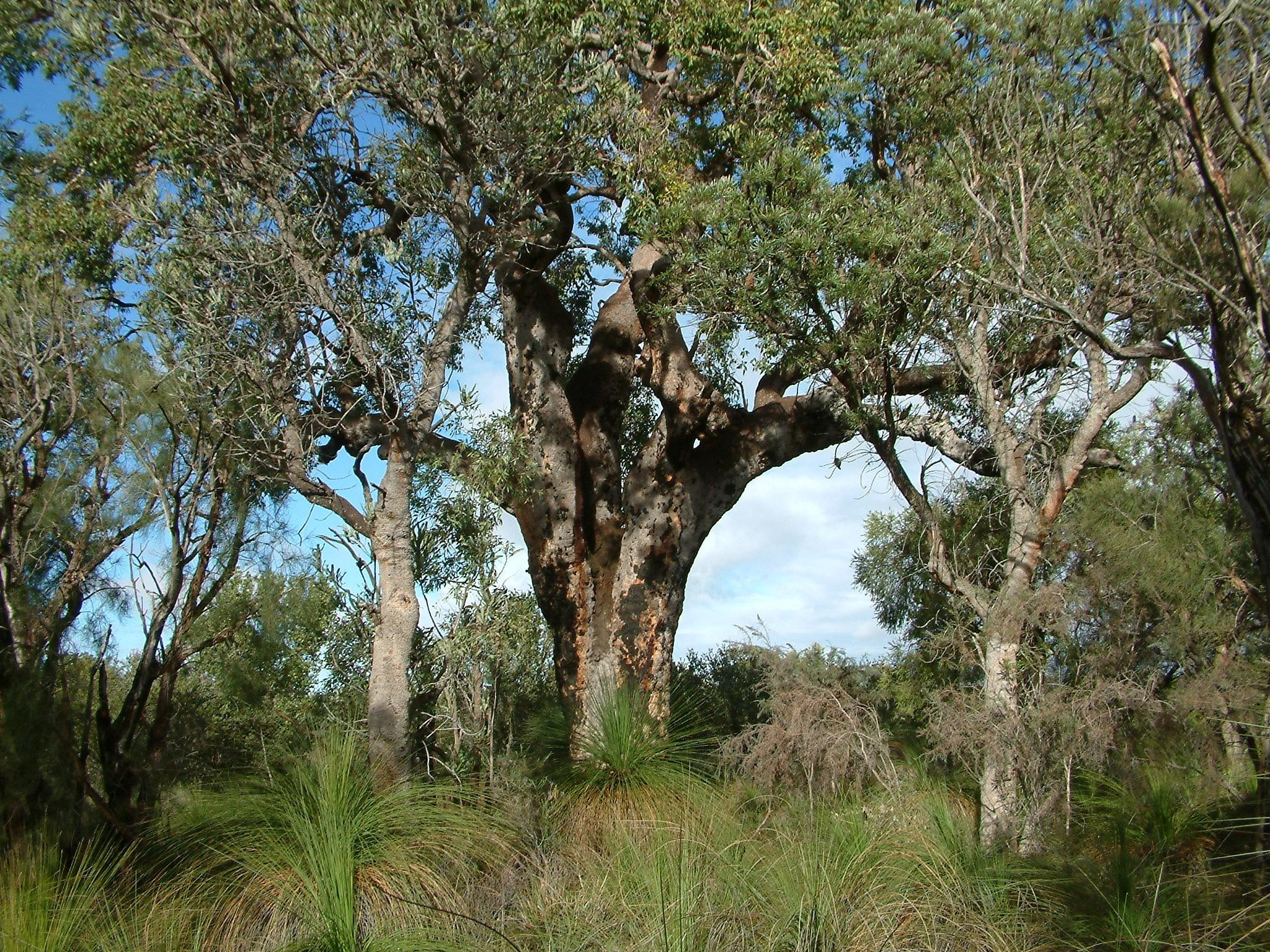 Eucalyptys calophylla AKA Corymbia calophylla Marri 03