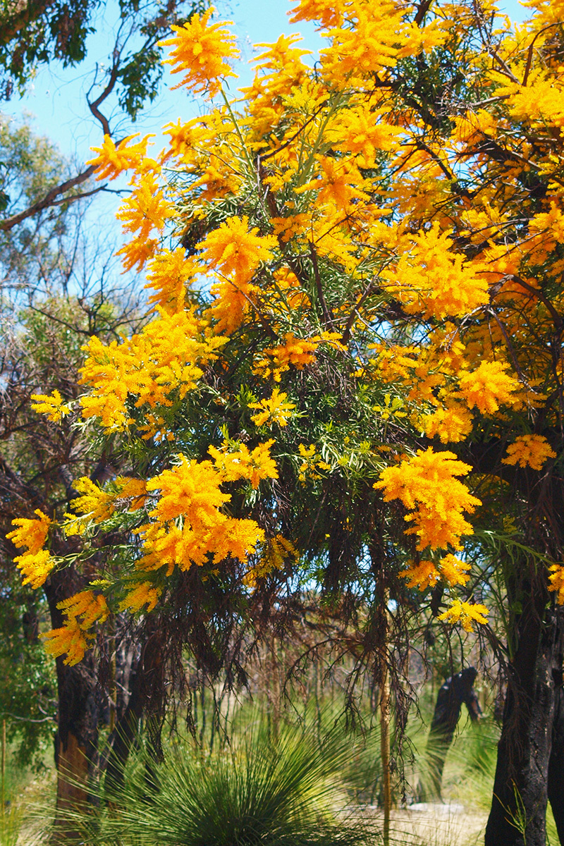 Flora Nuytsia florabunda WA native Christmas tree in bloom WEB