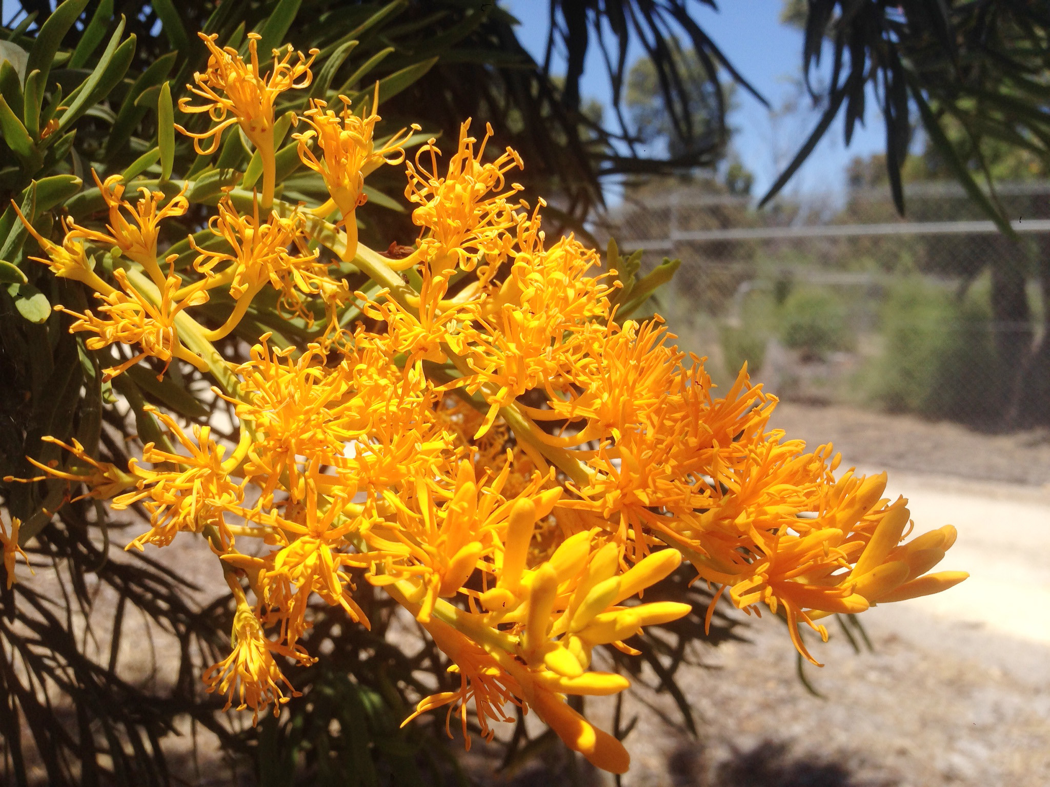 Flora Nuytsia florabunda WA native Christmas tree photo K Morley WEB