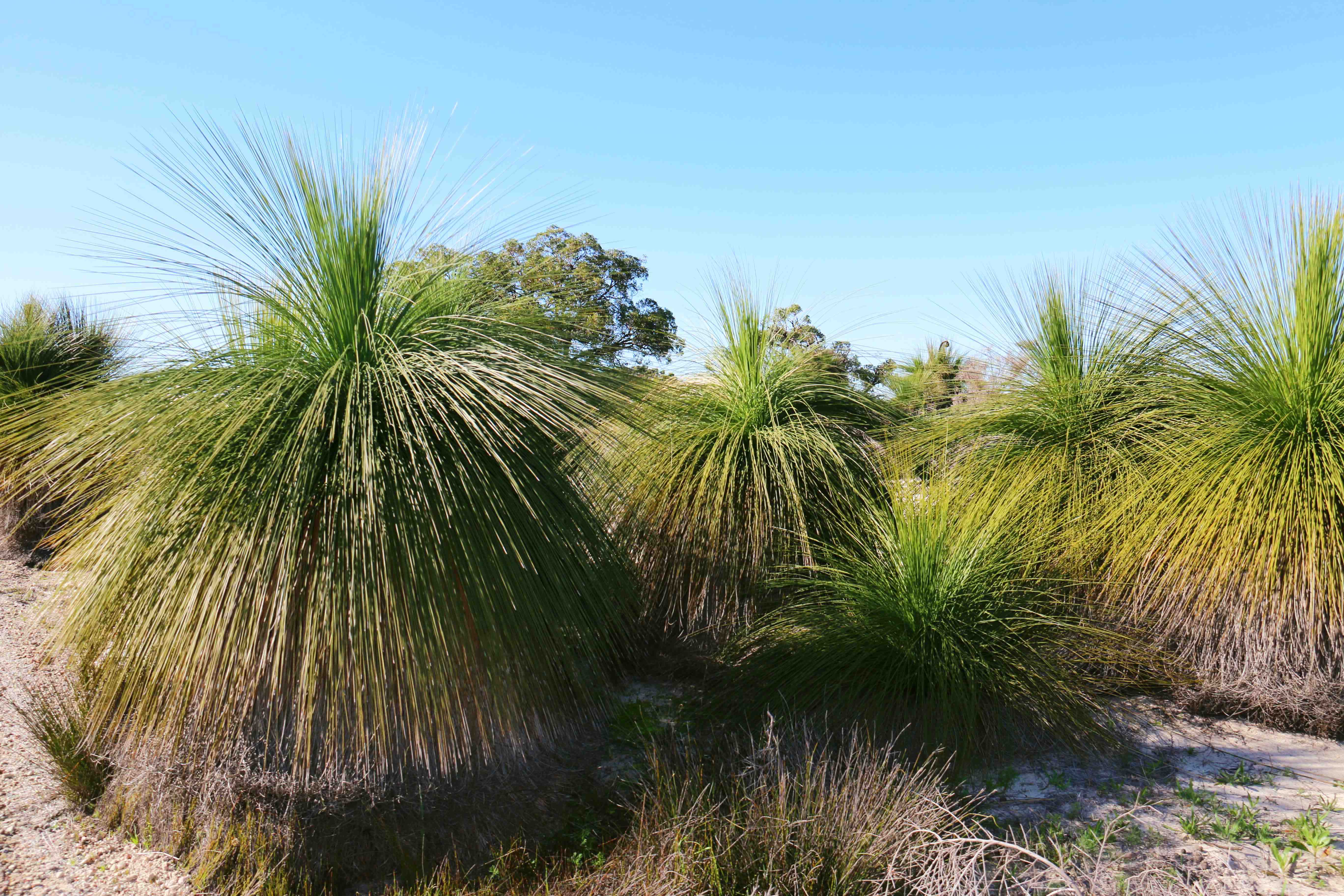 Flora Xanthorrea grass tree WEB