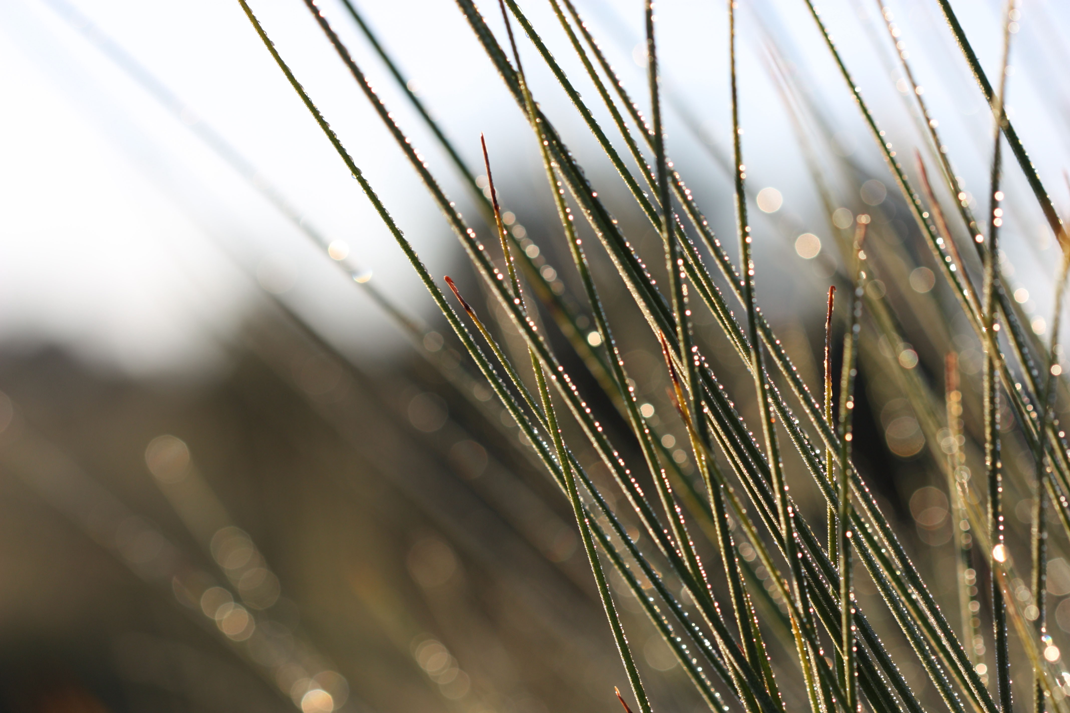 Flora dew covered grass tree fronds WEB