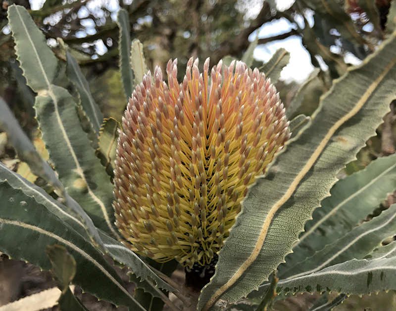 Flora firewood banksia blush WEB