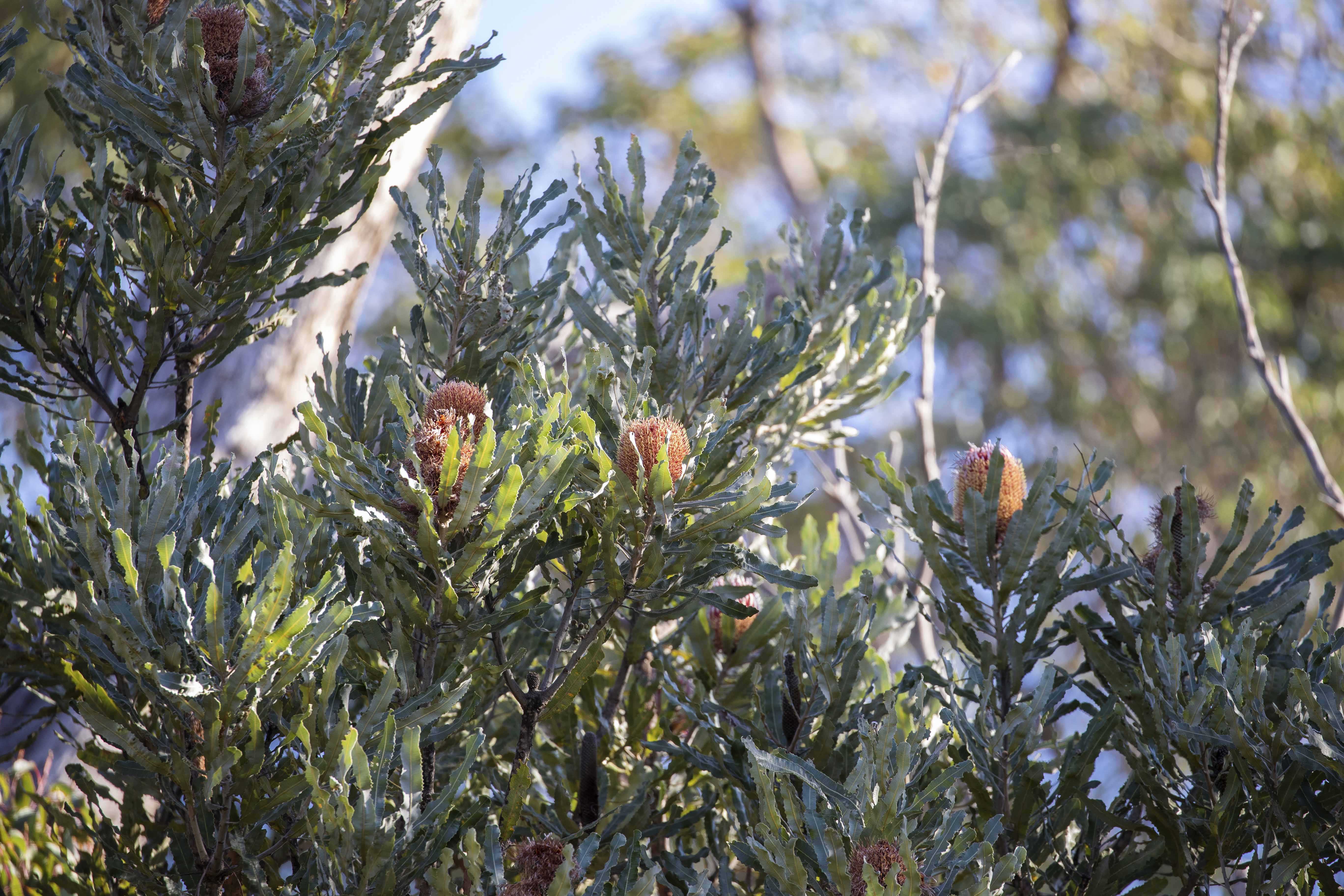 Flora firewood banksia tree WEB