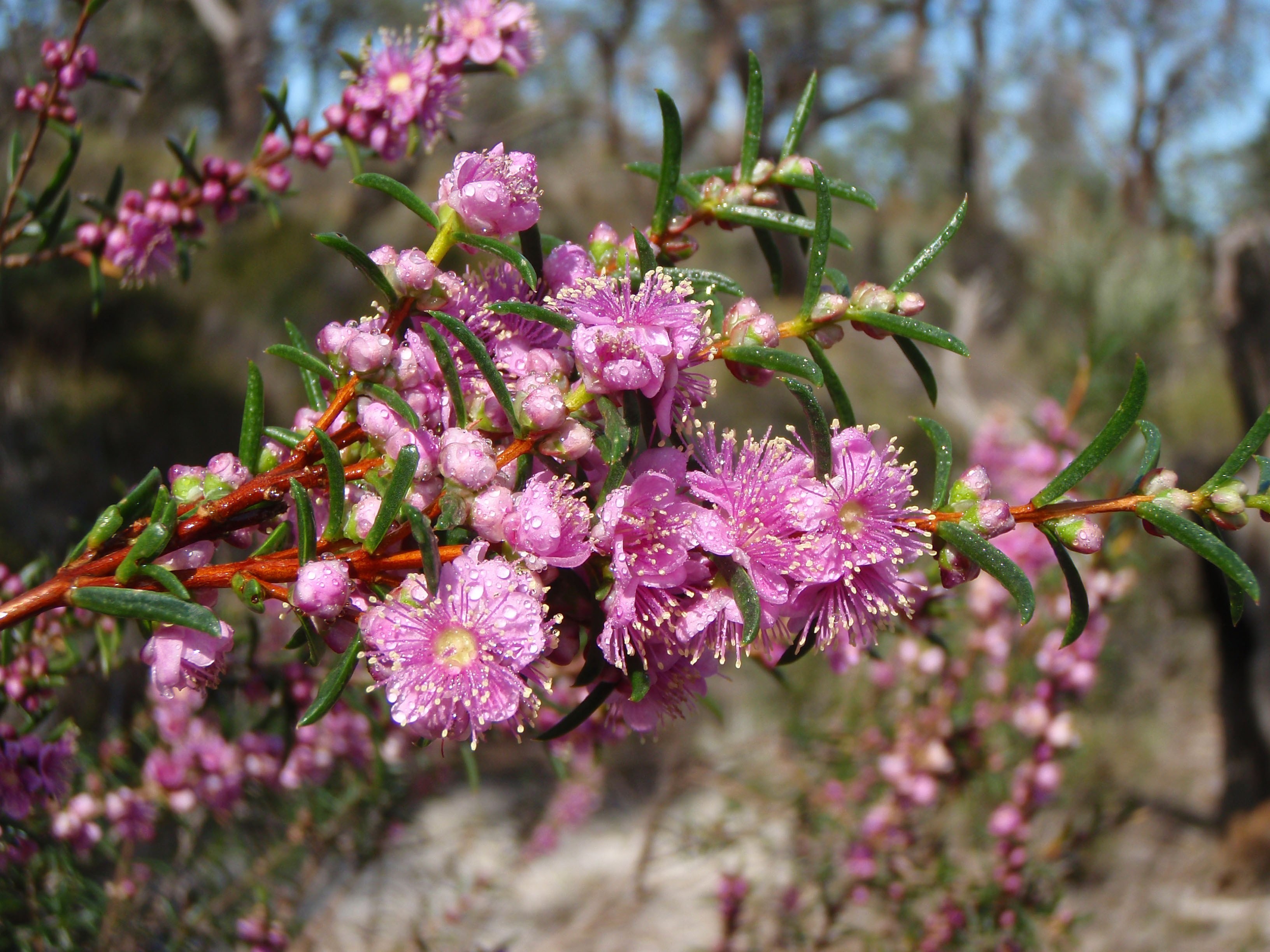 Flora Hypocalymma robustum Swan River myrtle WEB