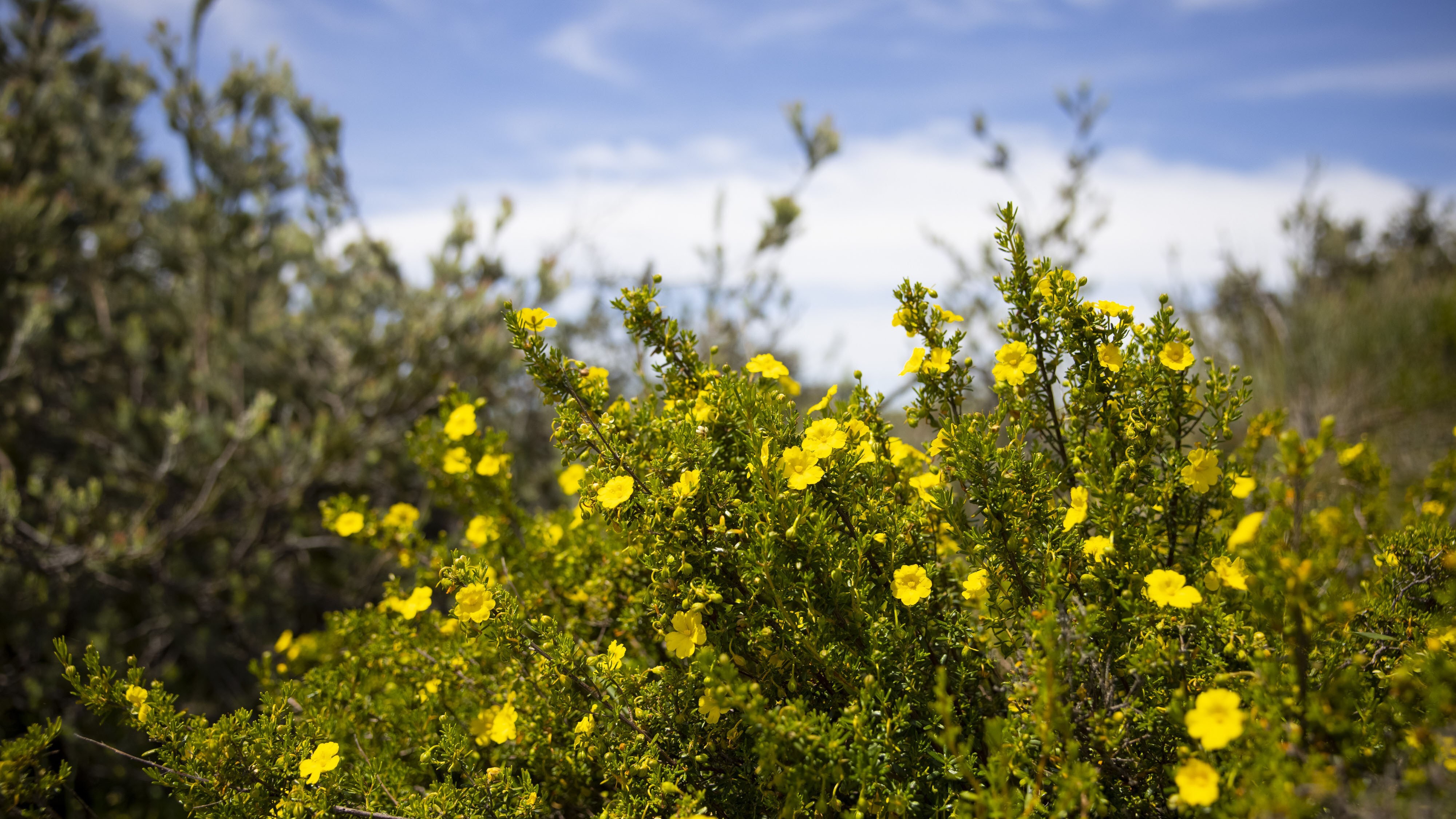 Hibbertia hypercoides yellow buttercup Whiteman Park Flora WEB