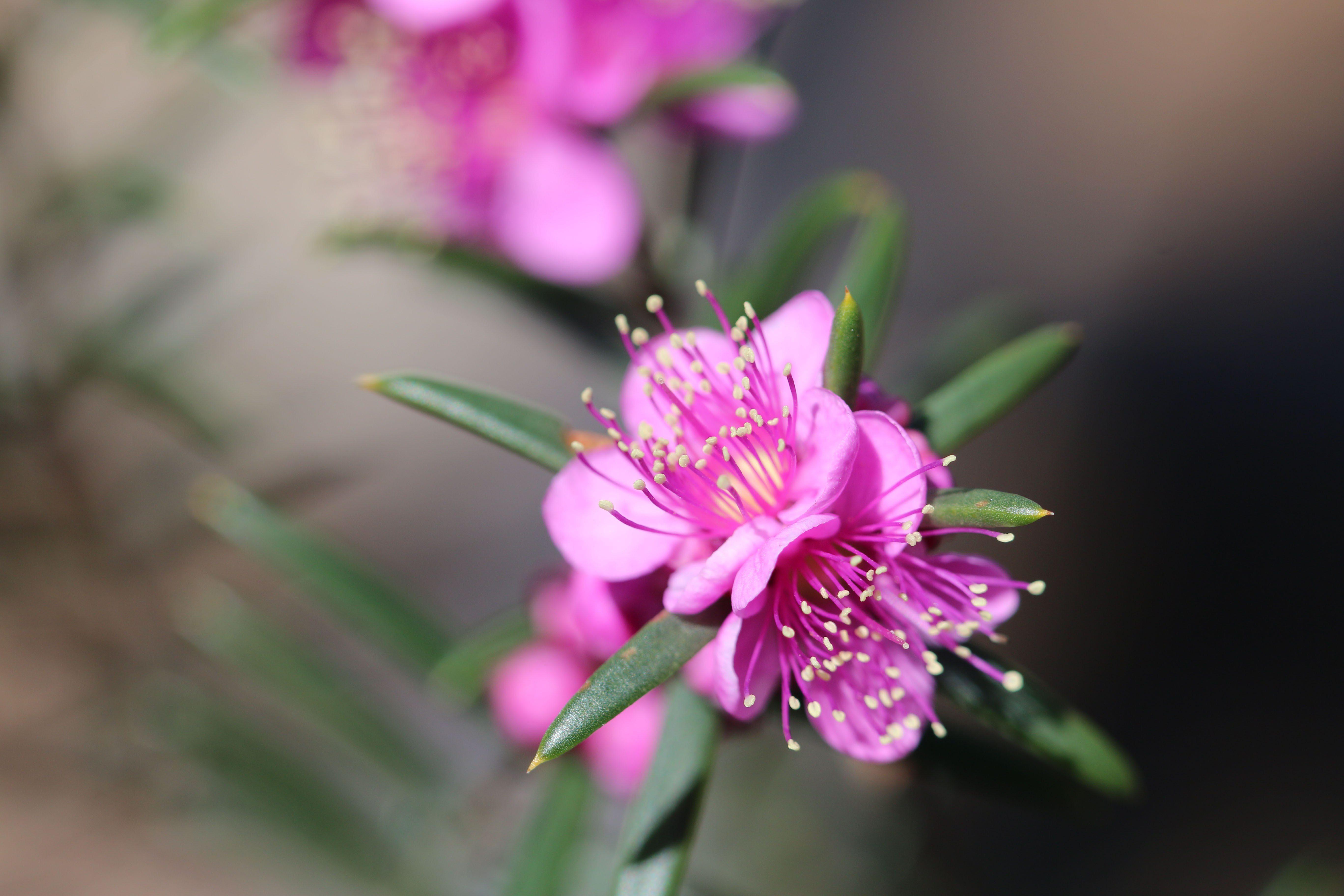 Hypocalymma robustum Swan River myrtle macro WEB