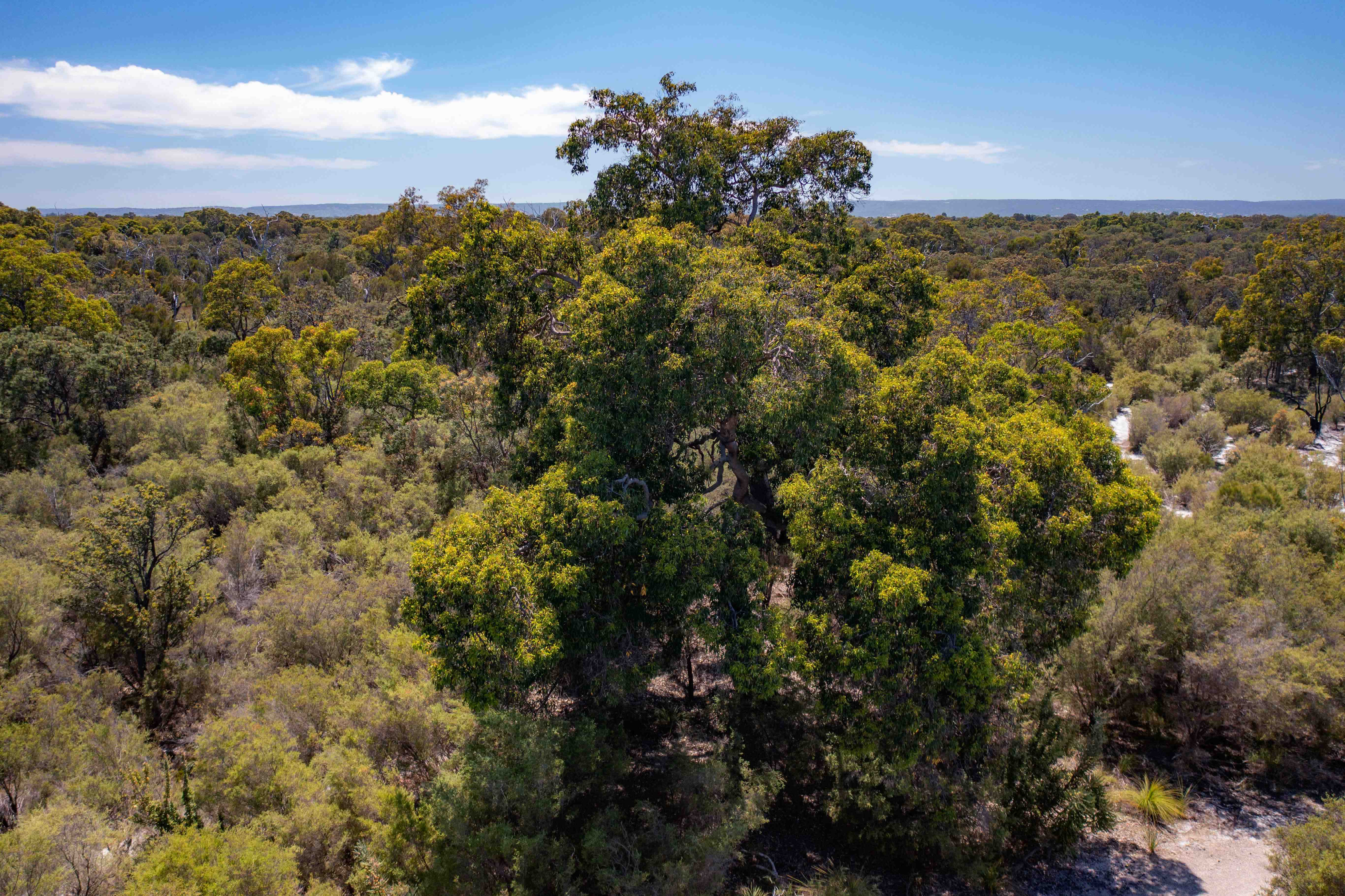 Jarrah canopy tree WEB BANNER