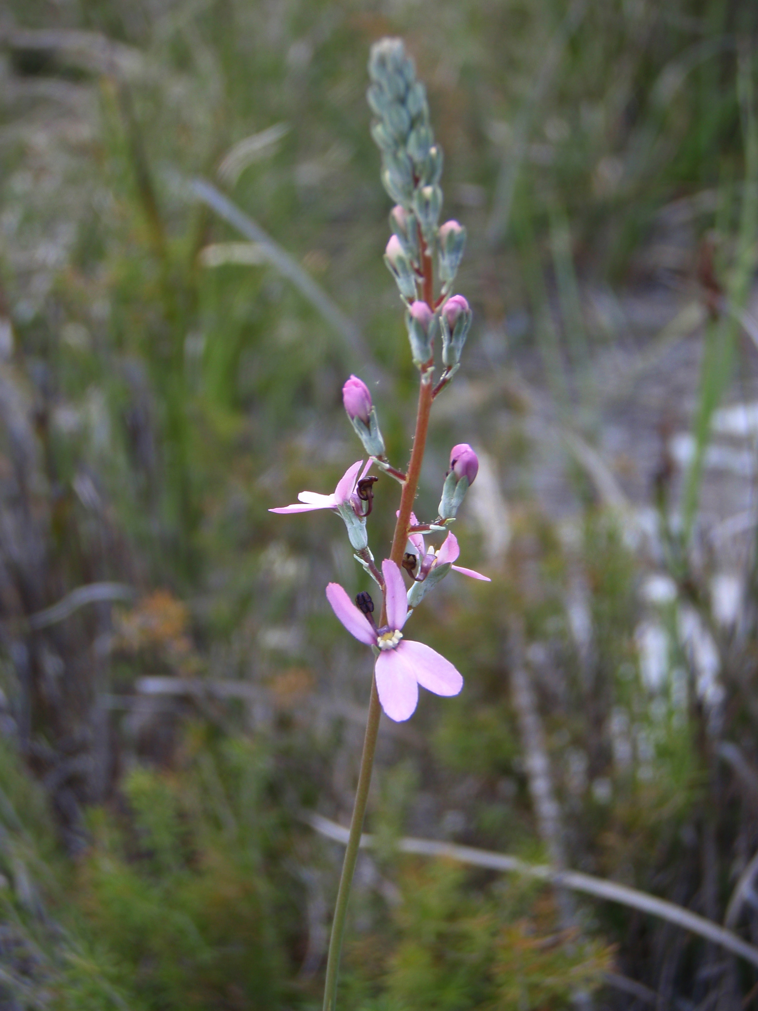 Stylidium brunonianum pink fountain triggerplant 02 WEB