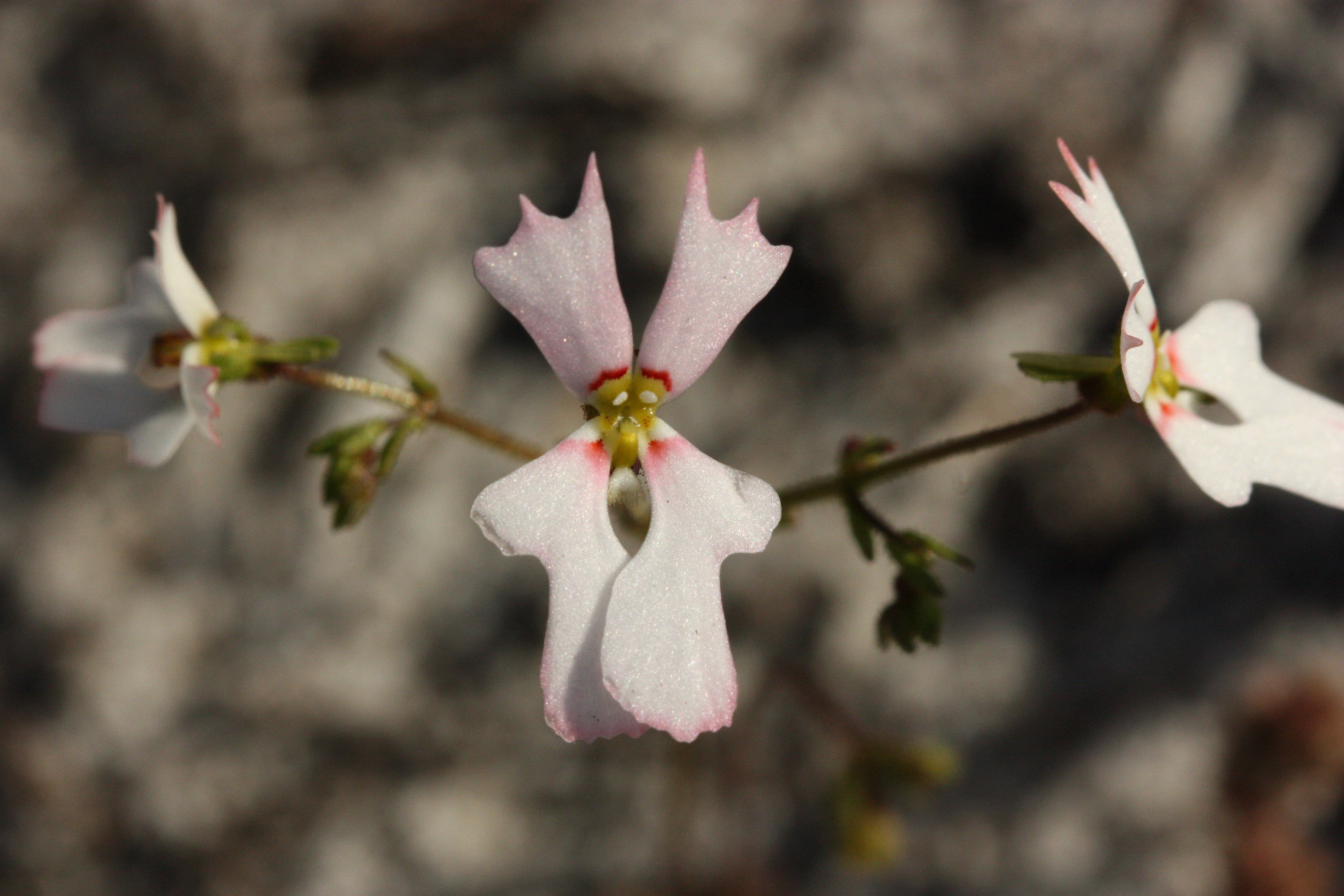 Stylidium calcaratum book triggerplant 13 WEB