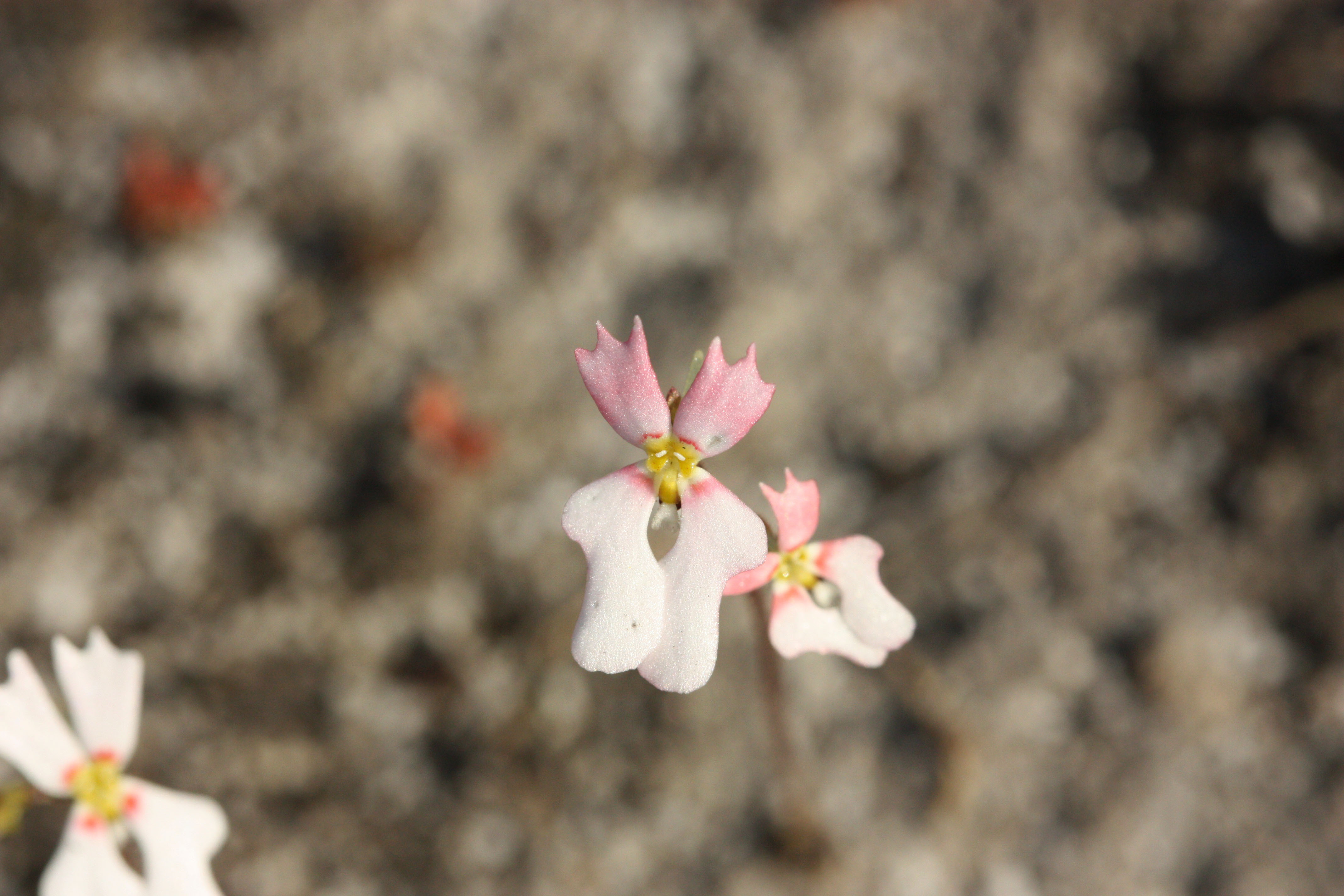 Stylidium calcaratum book triggerplant 14 WEB