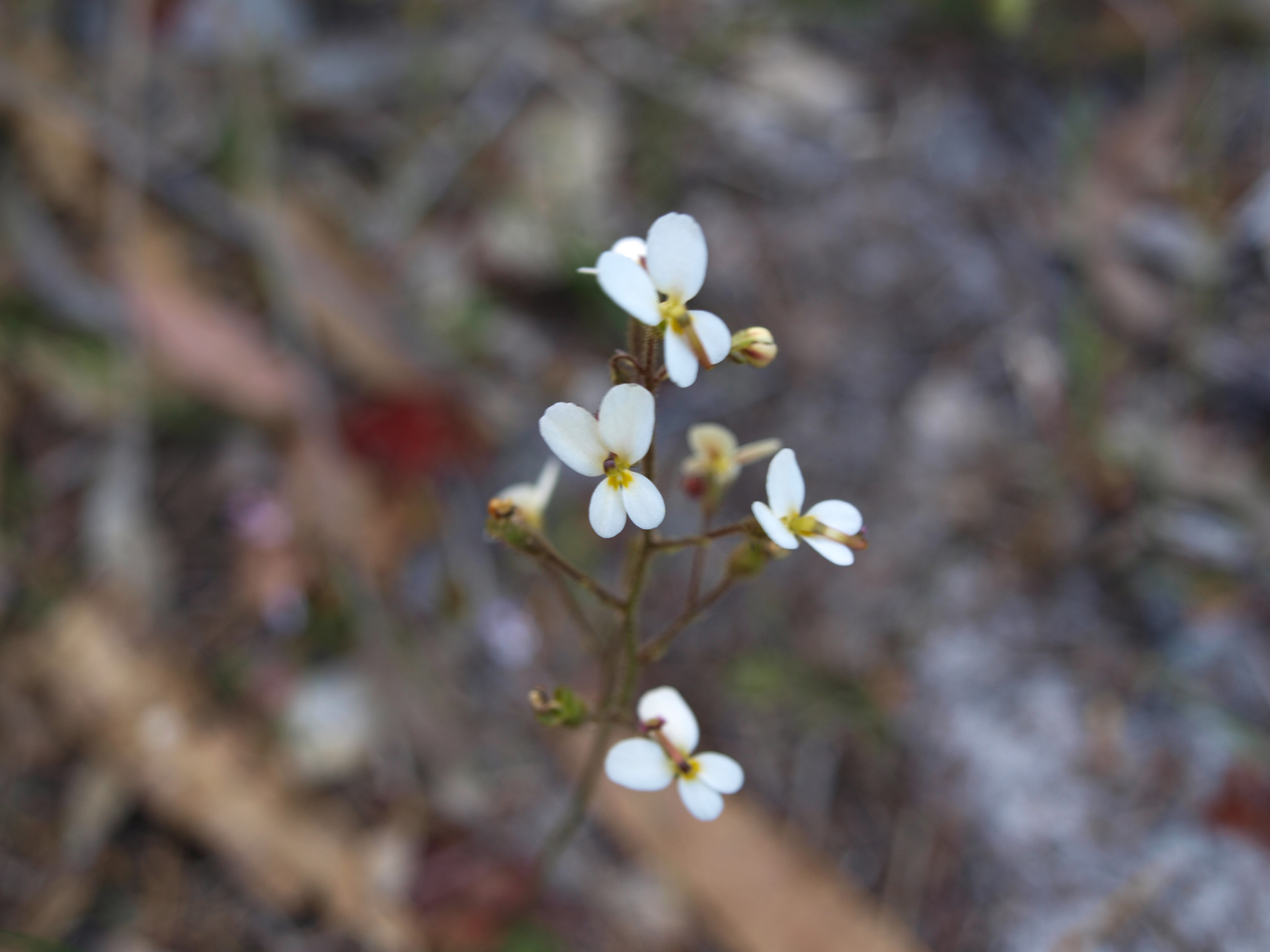 Stylidium piliferum common butterfly triggerplant 07 WEB