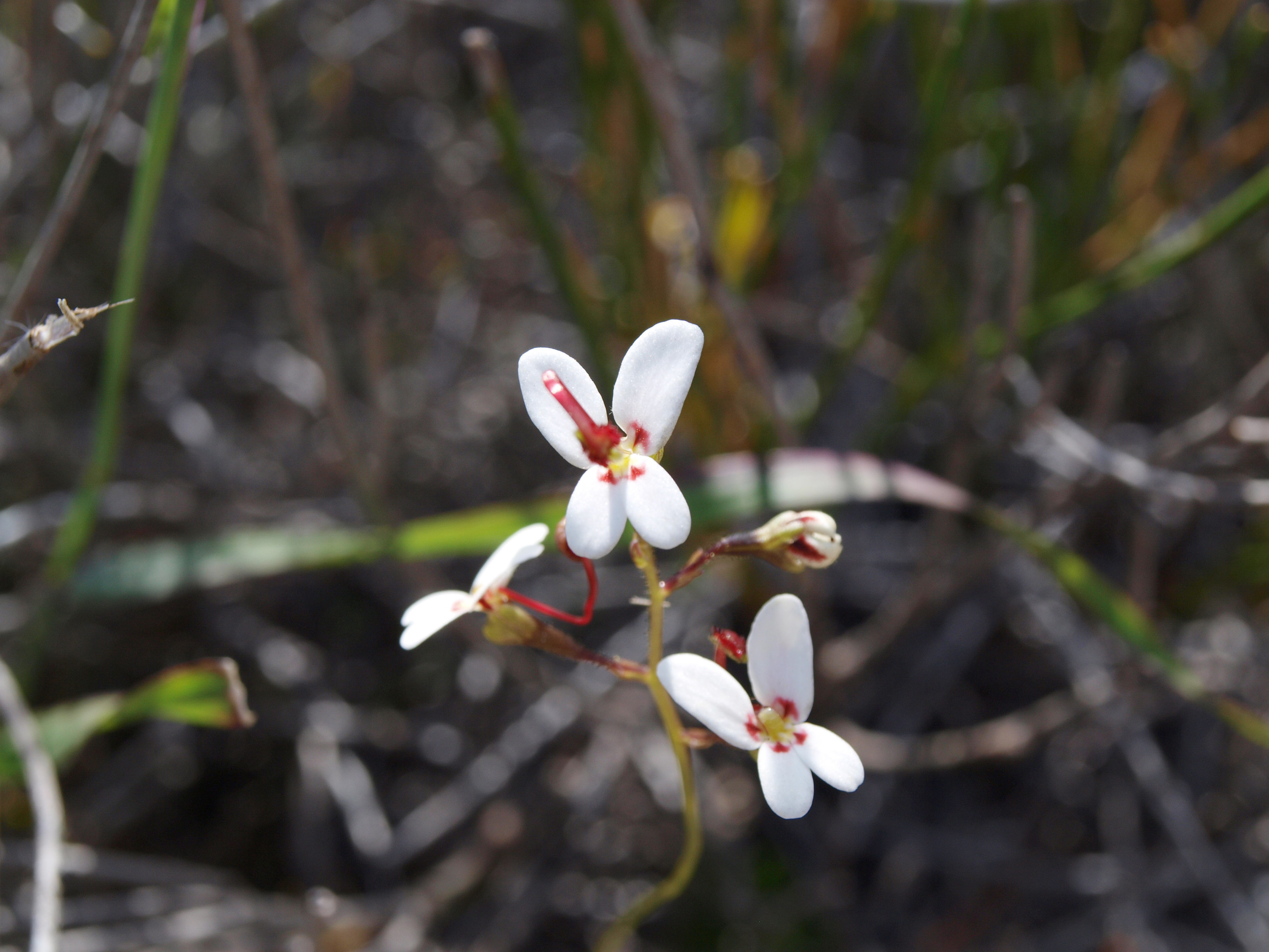 Stylidium repens matted trigger plant 6 WEB