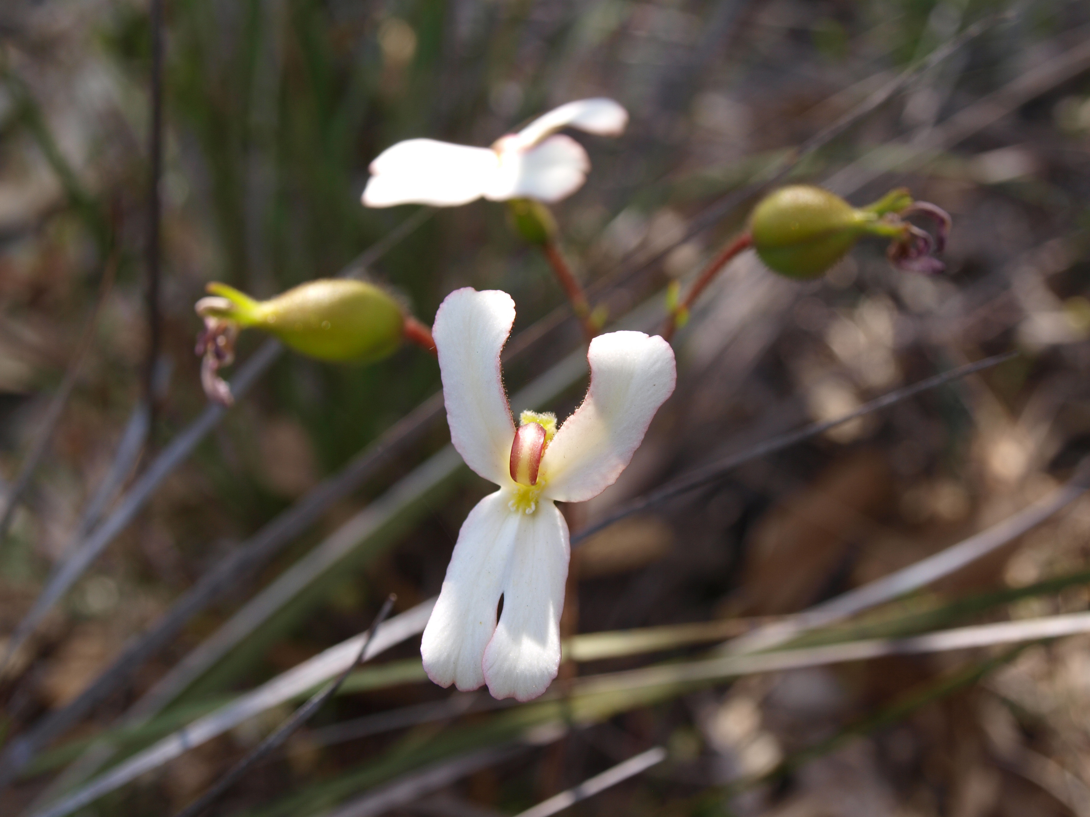 Stylidium schoenoides cow kicks trigger plant 01 WEB