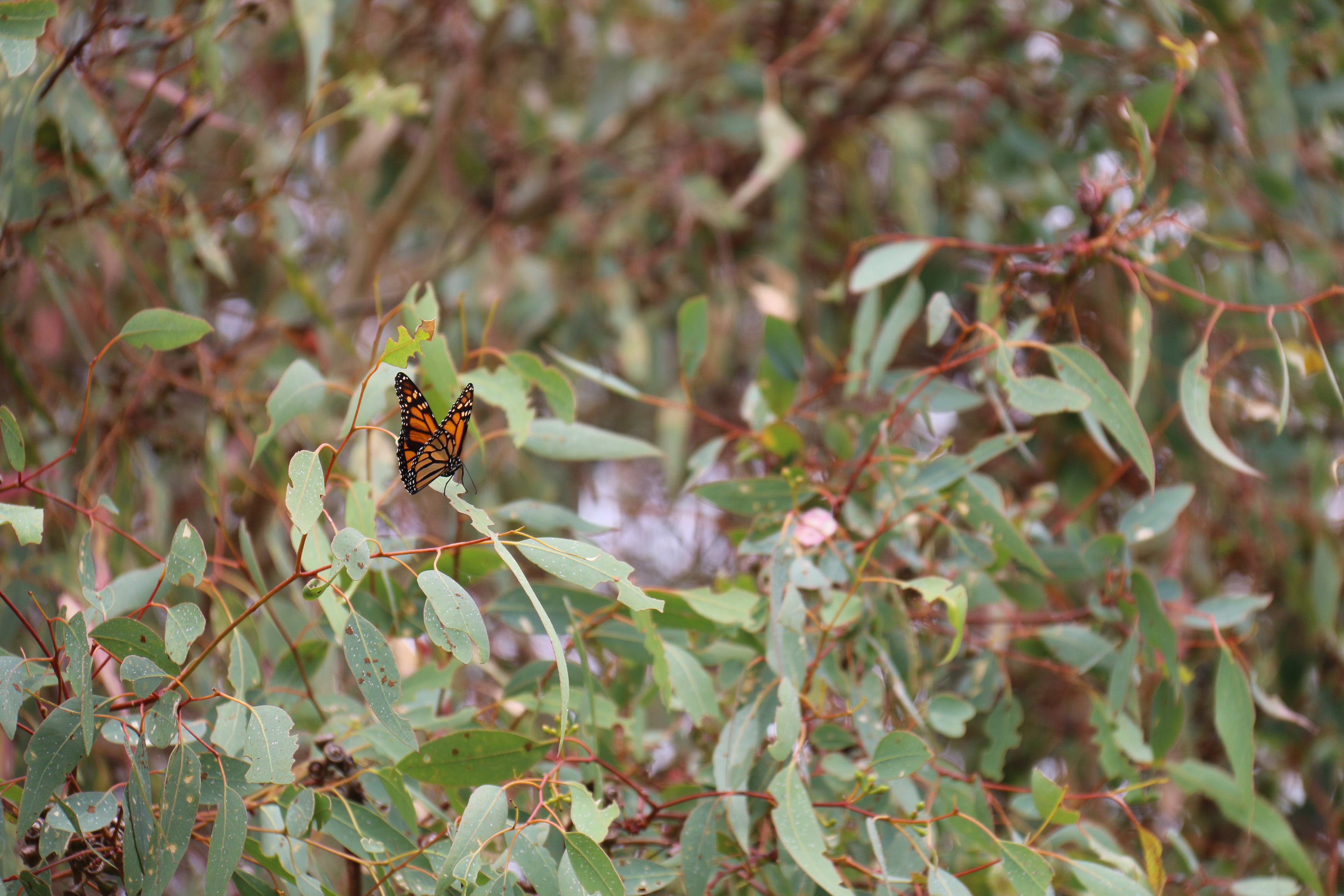 WP fauna Monarch butterfly on jarrah WEB