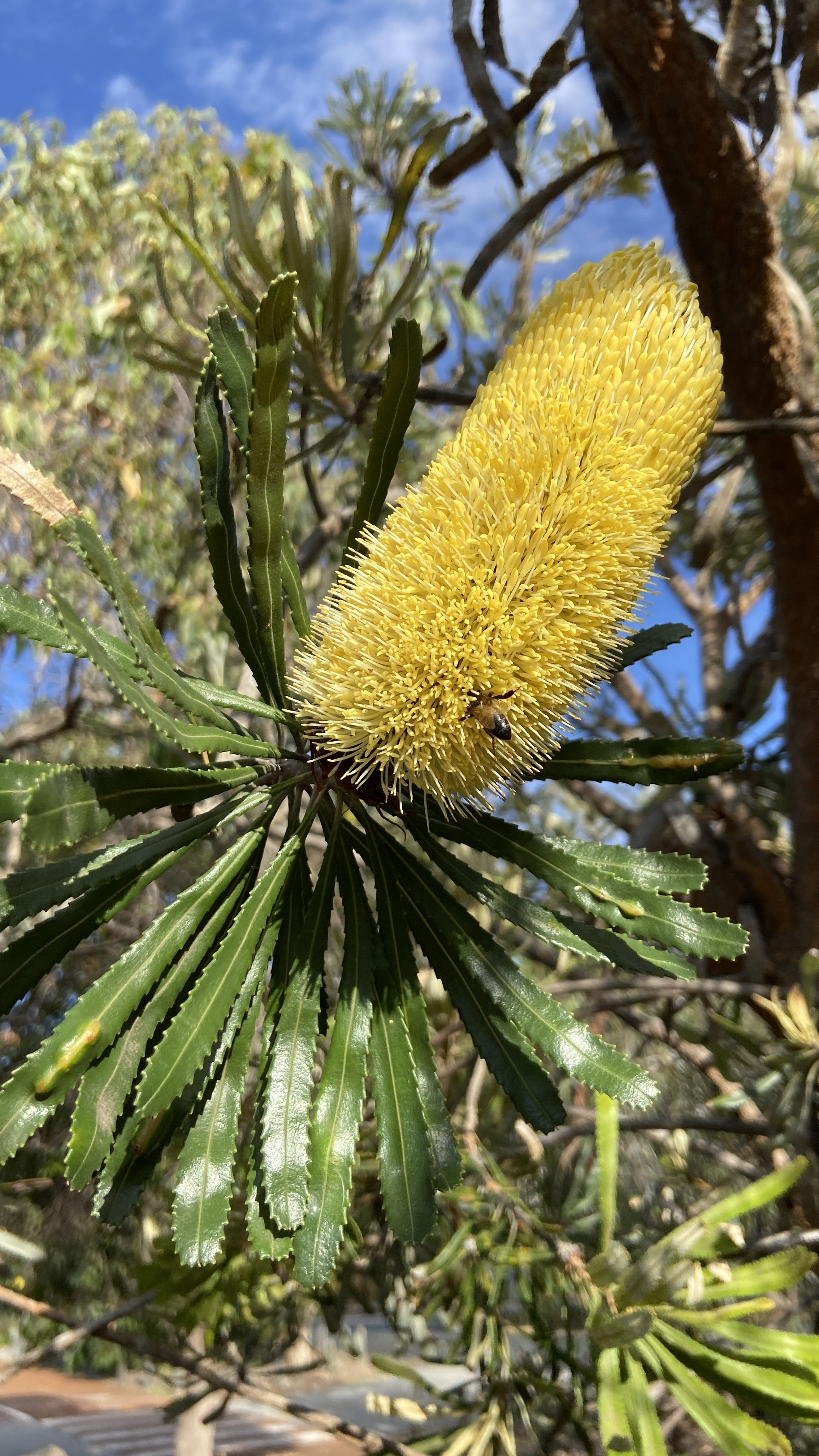 WP flora Banksia attenuata candlestick banksia 06